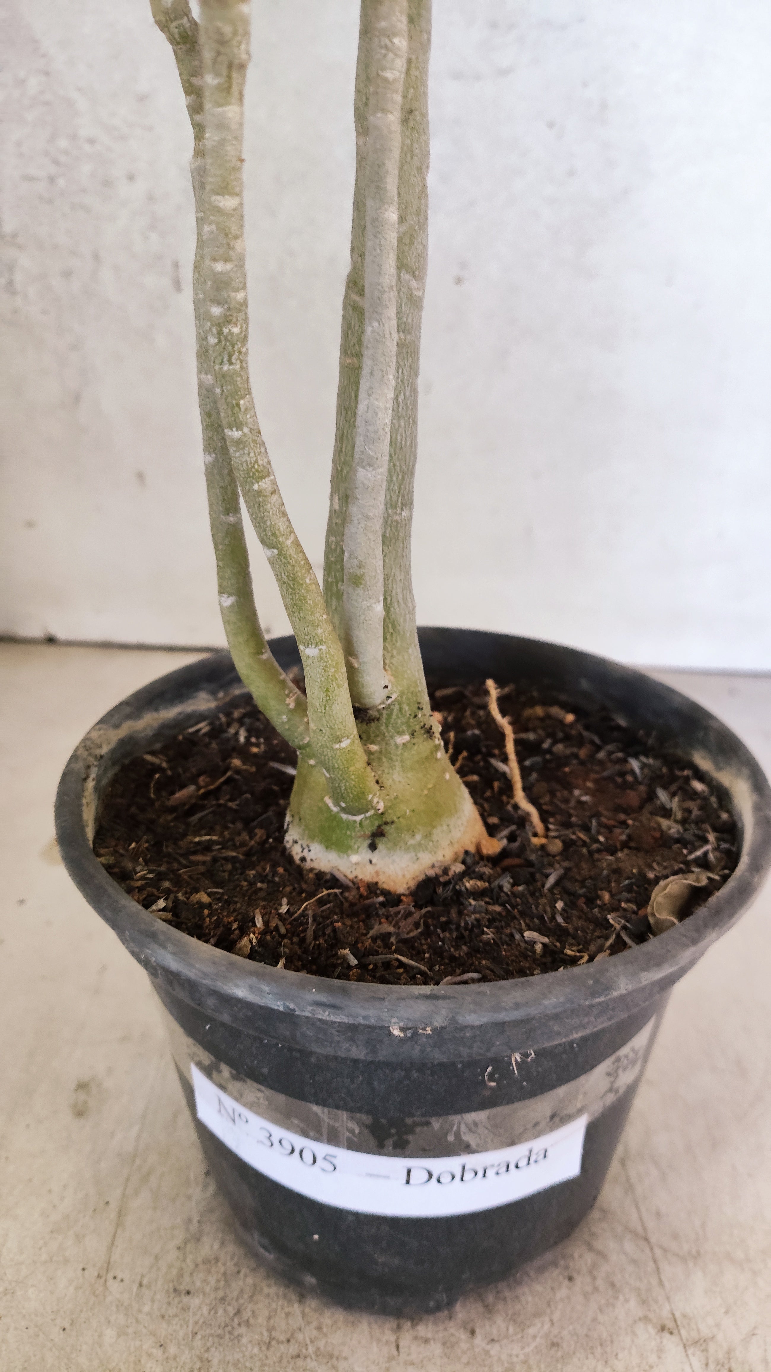 Planta Dobrada 3905 – 35cm – 03 anos