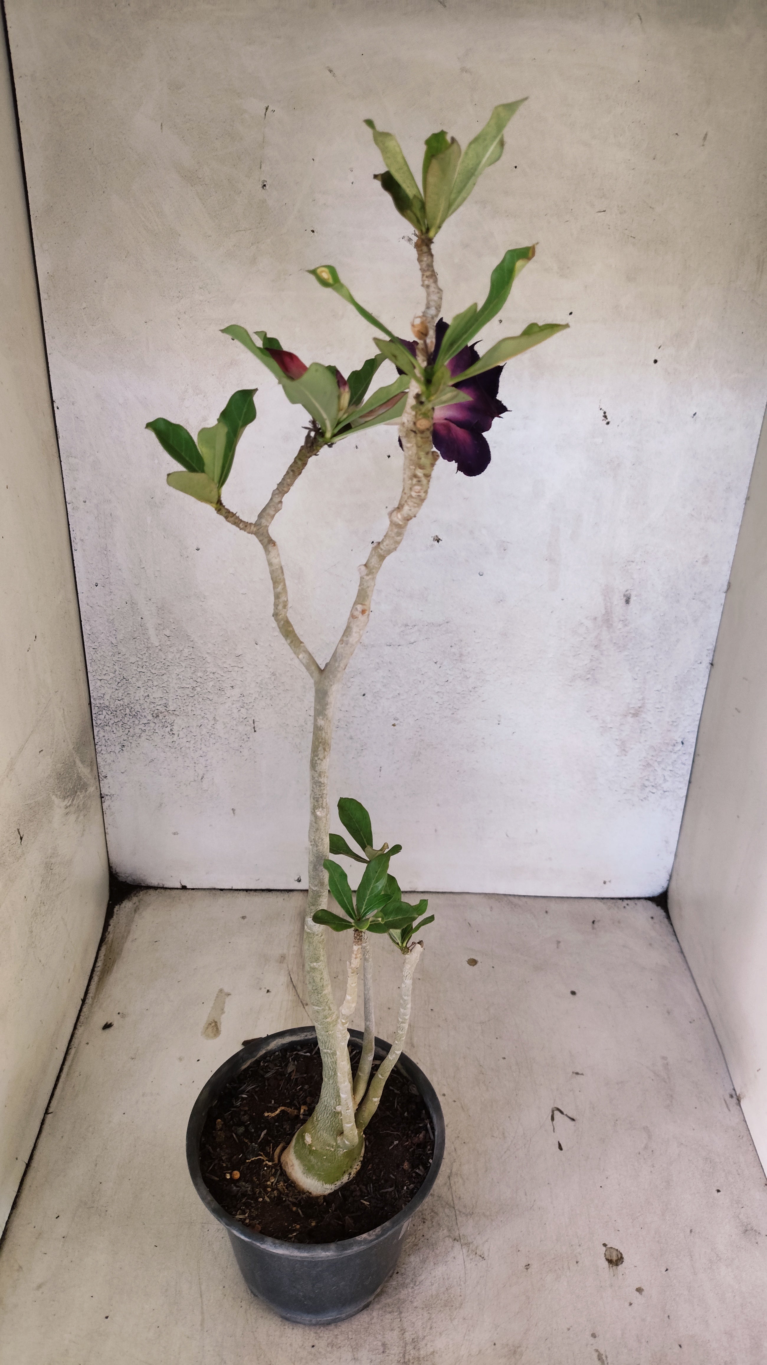 Planta Dobrada 3905 – 35cm – 03 anos