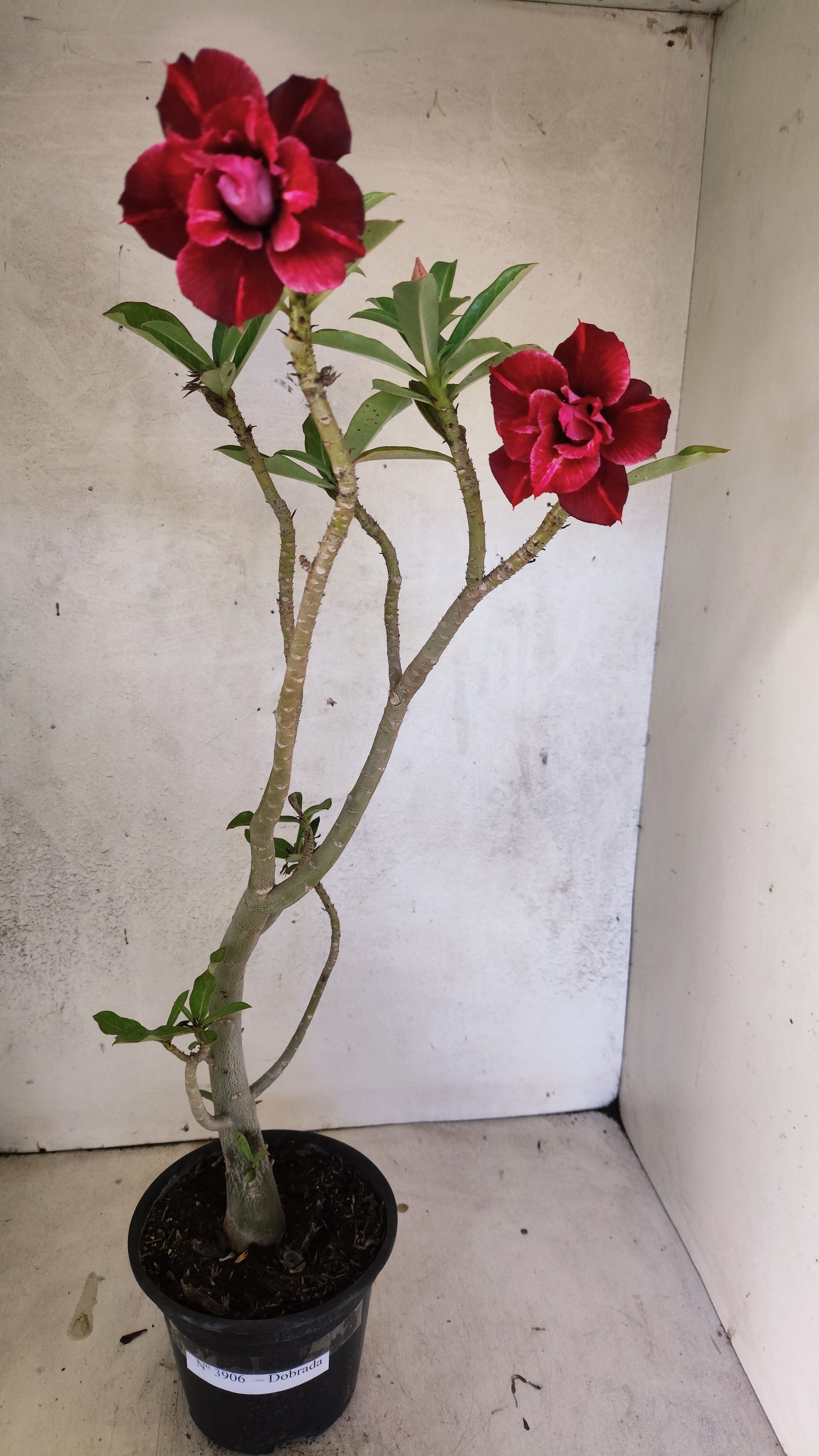 Planta Dobrada 3906 – 35cm – 03 anos
