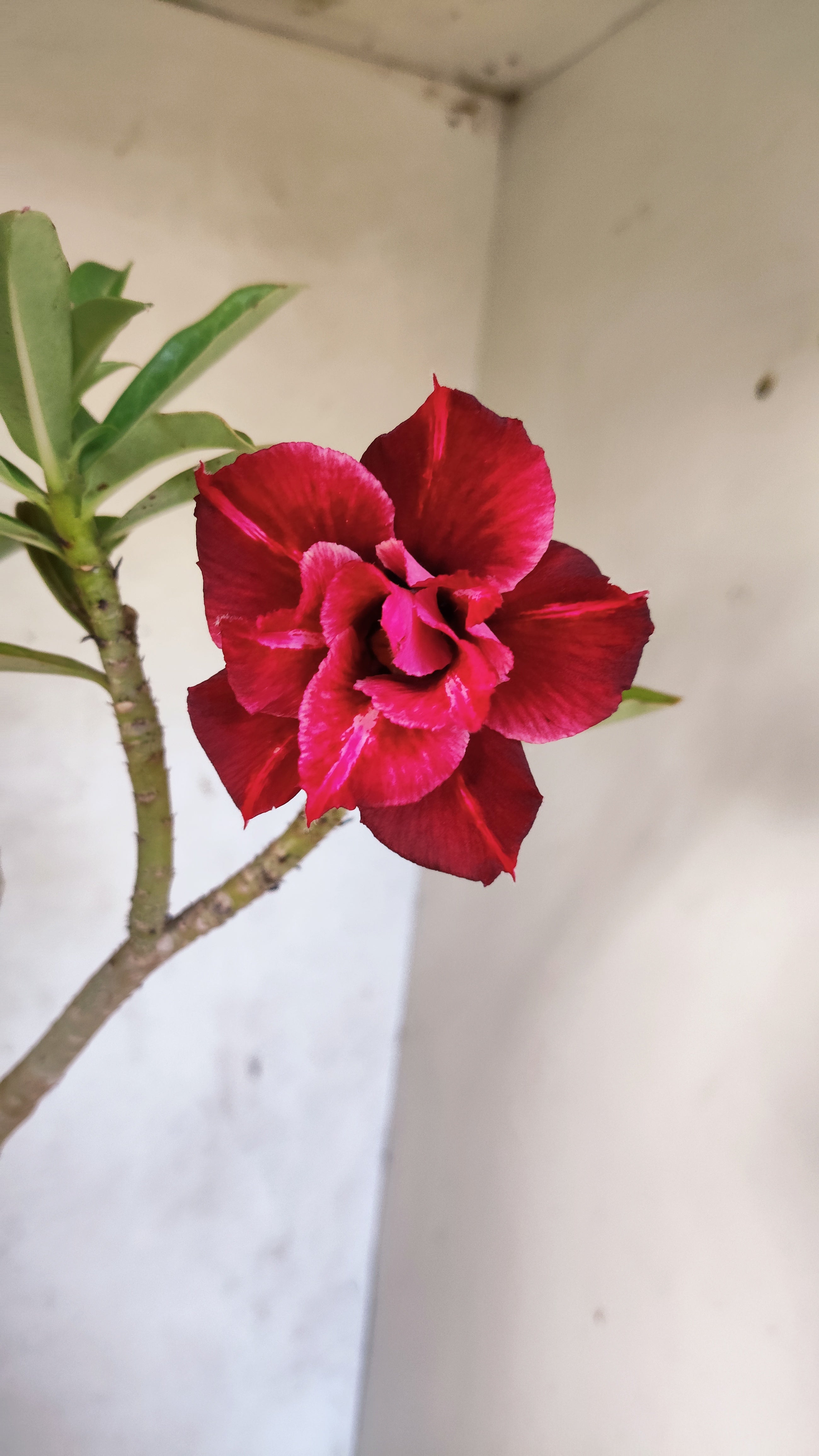 Planta Dobrada 3906 – 35cm – 03 anos