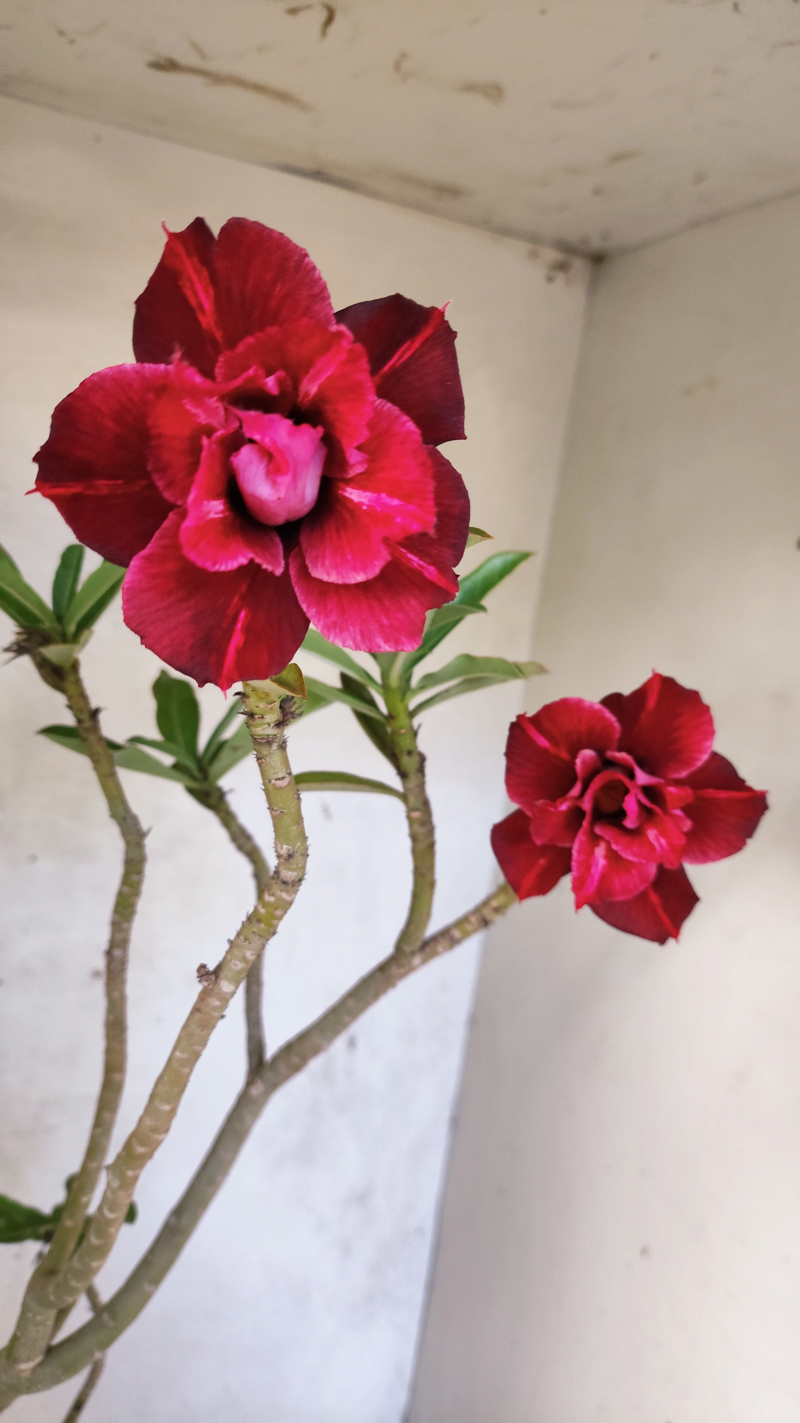 Planta Dobrada 3906 – 35cm – 03 anos