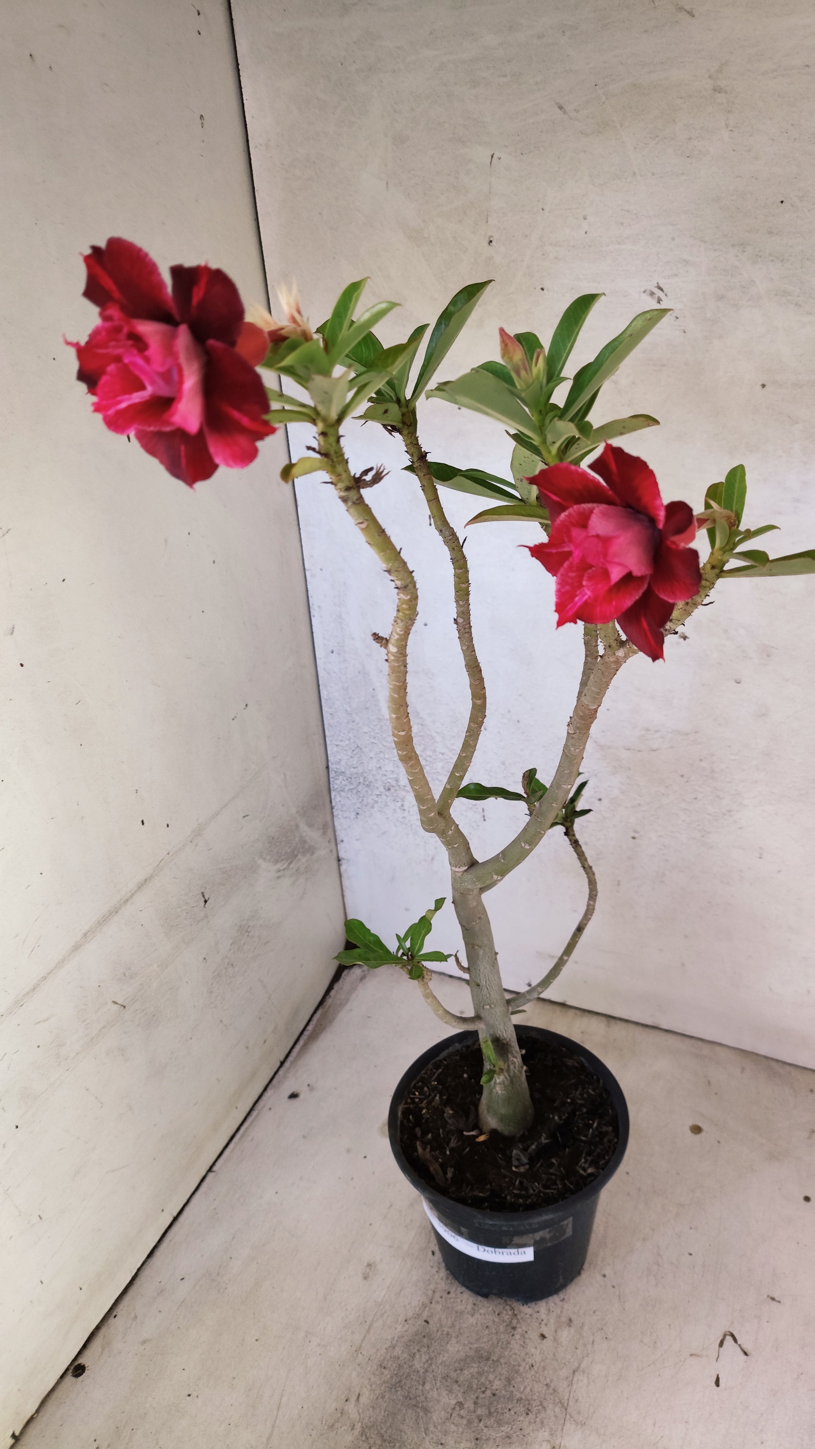 Planta Dobrada 3906 – 35cm – 03 anos