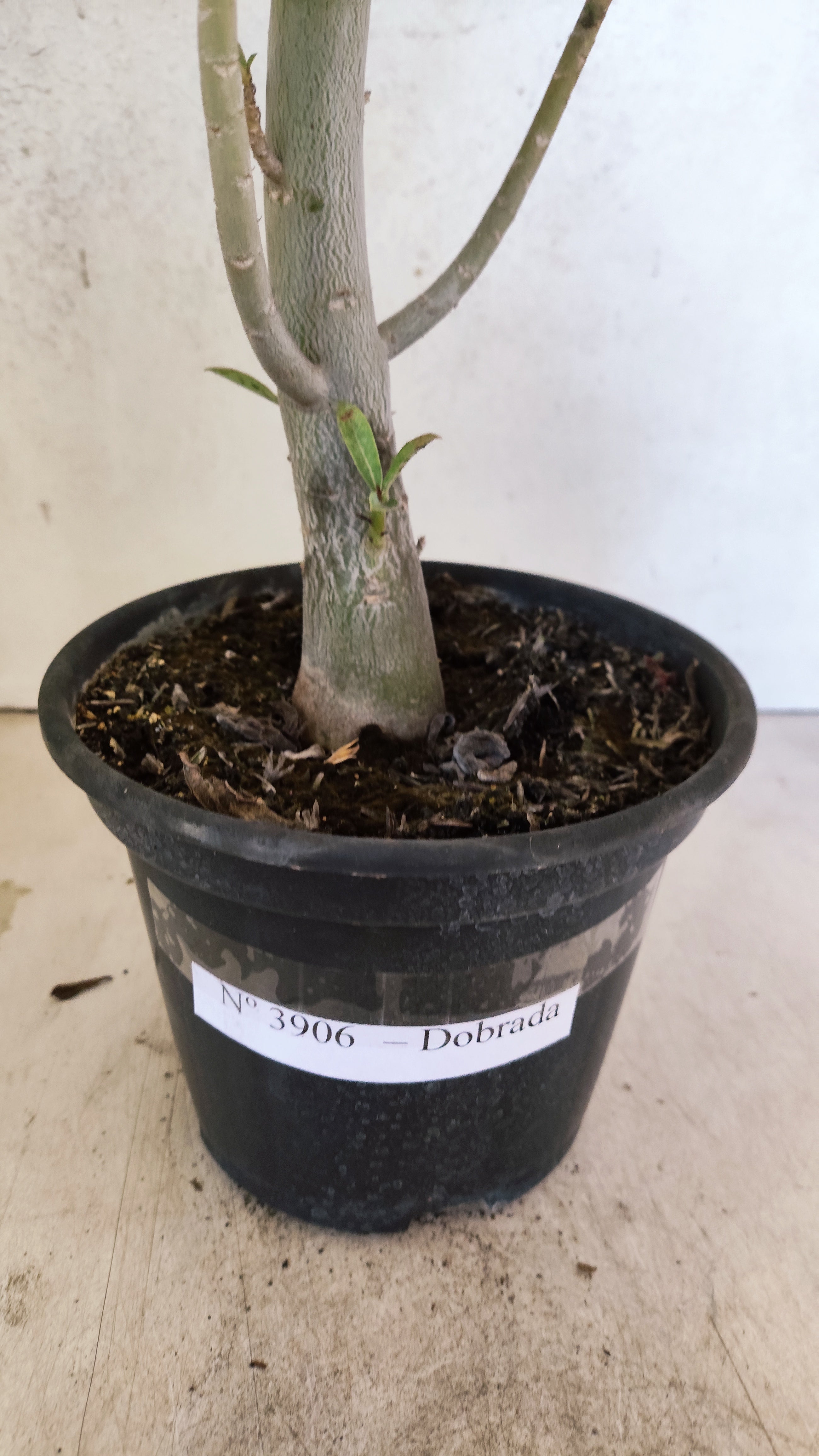 Planta Dobrada 3906 – 35cm – 03 anos