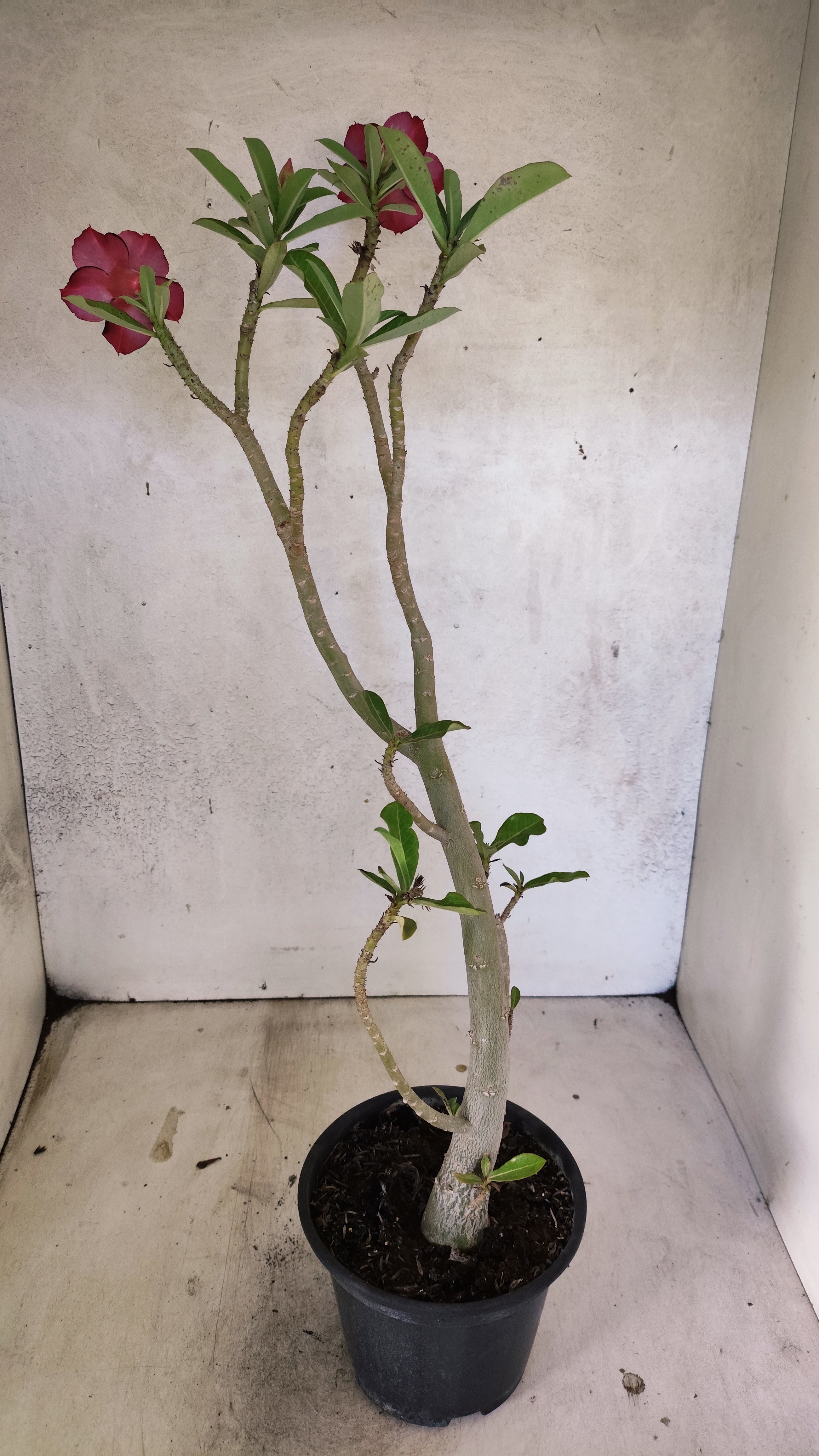 Planta Dobrada 3906 – 35cm – 03 anos