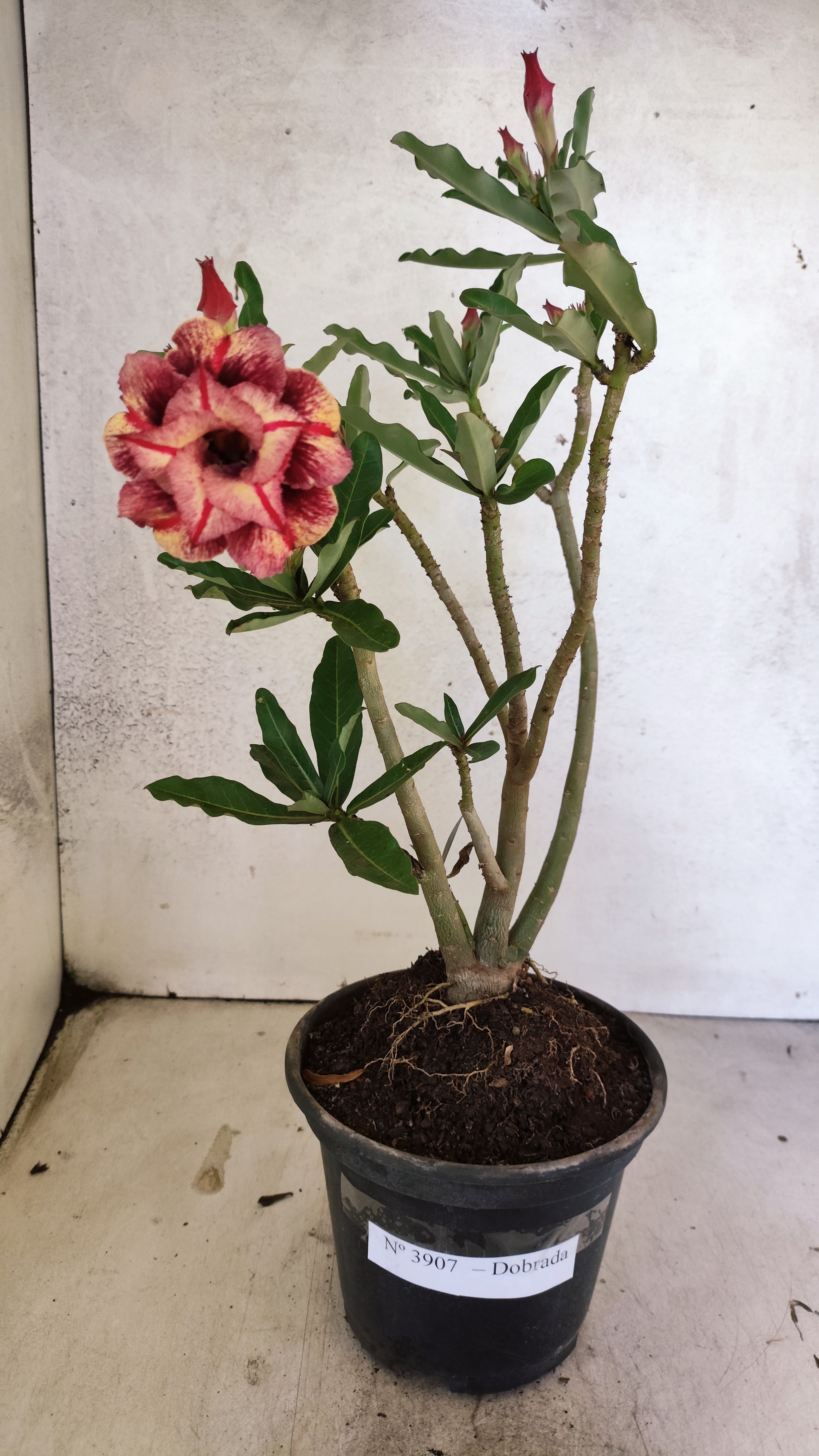 Planta Dobrada 3907 – 30cm – 02 anos