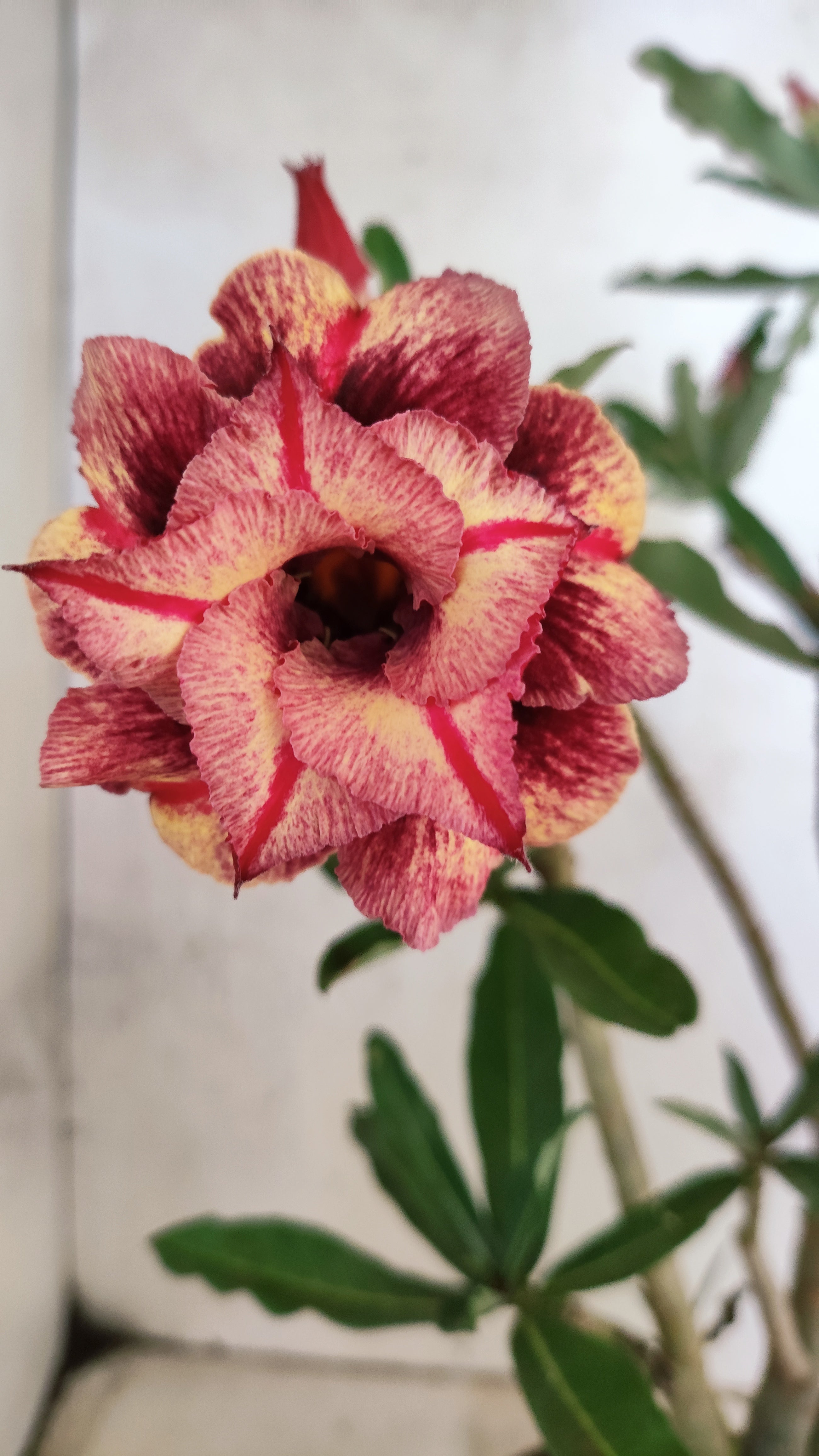 Planta Dobrada 3907 – 30cm – 02 anos