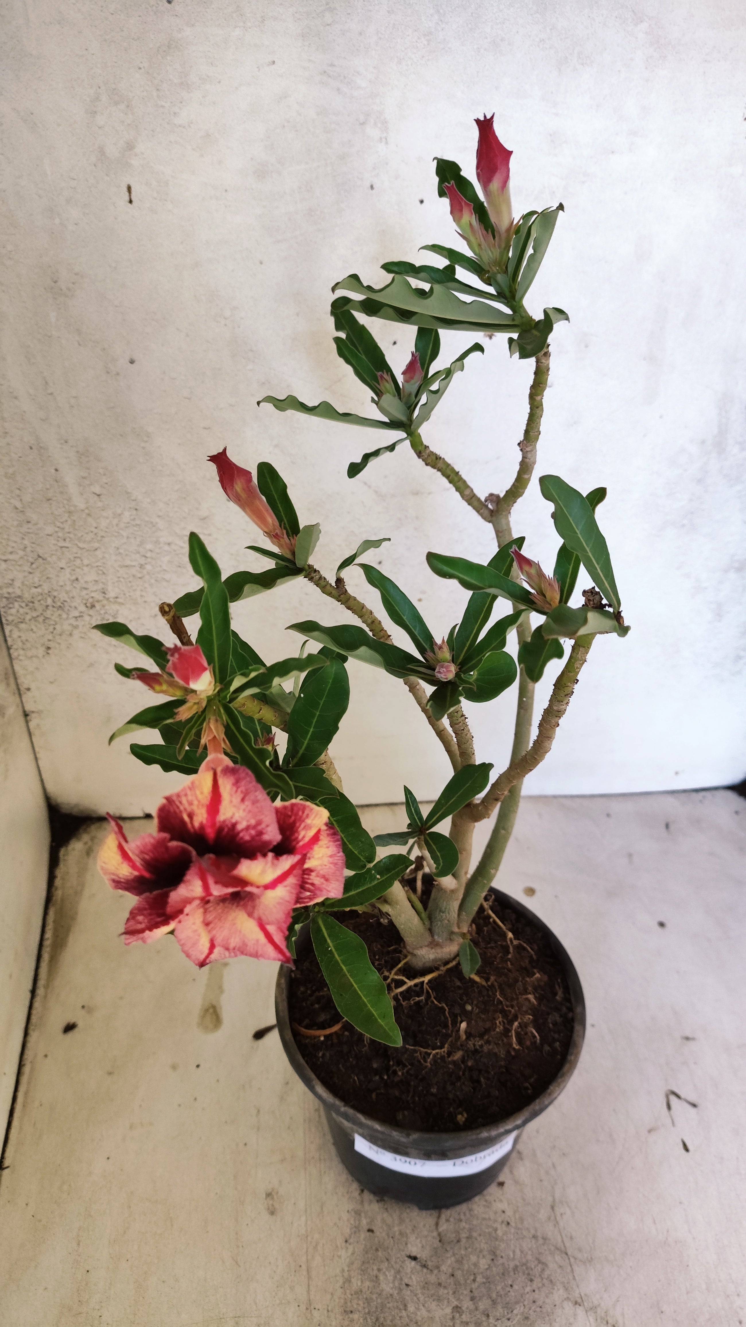 Planta Dobrada 3907 – 30cm – 02 anos