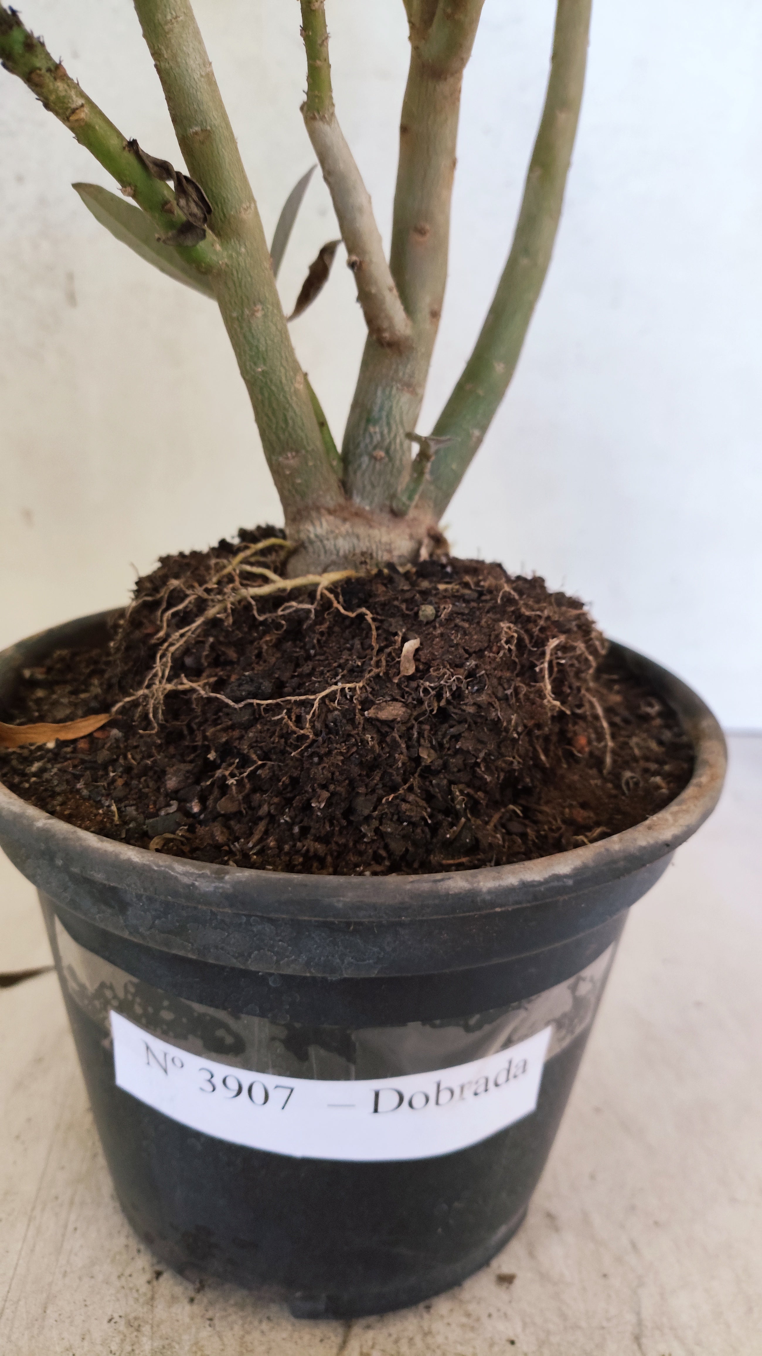 Planta Dobrada 3907 – 30cm – 02 anos
