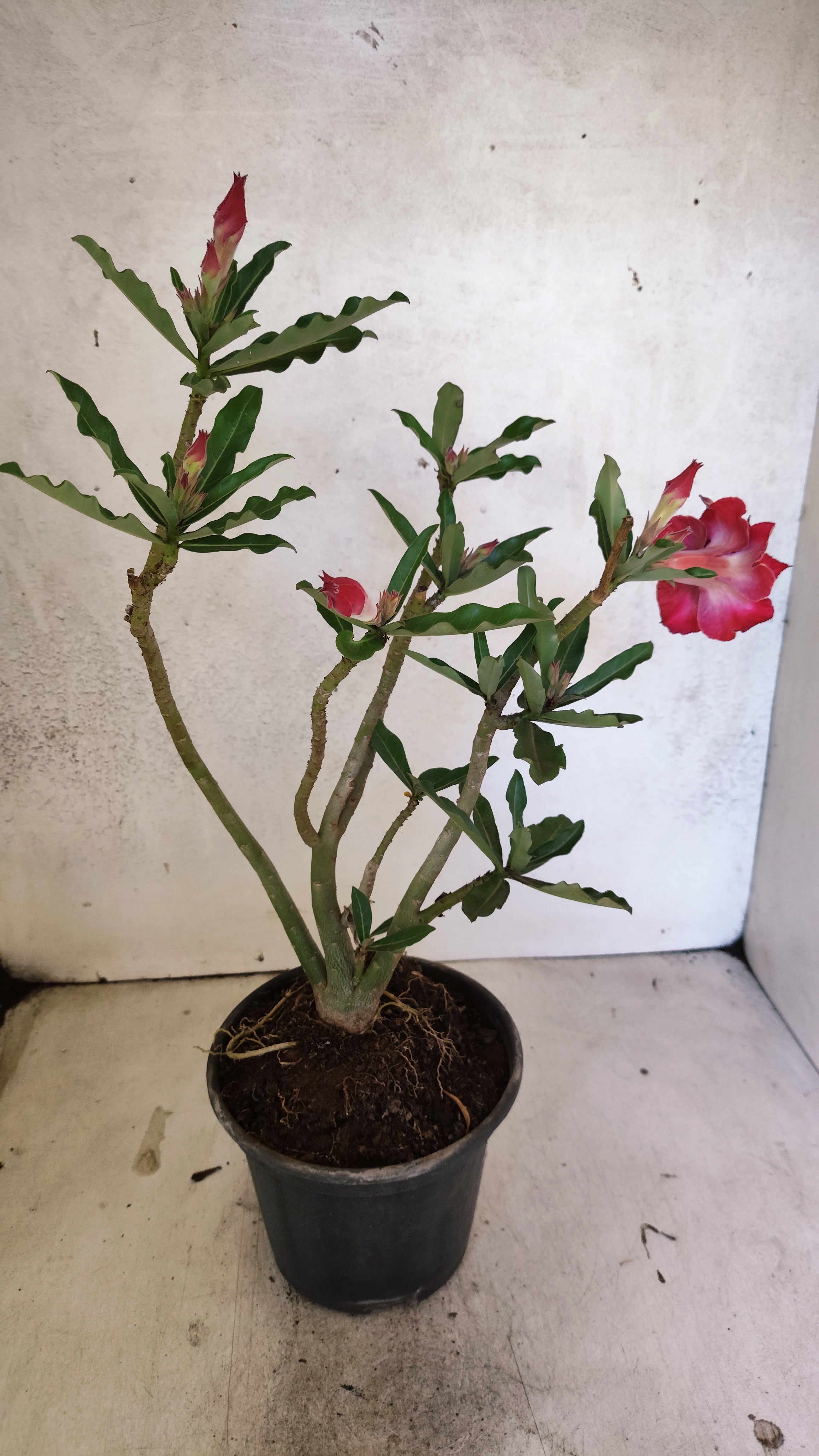 Planta Dobrada 3907 – 30cm – 02 anos