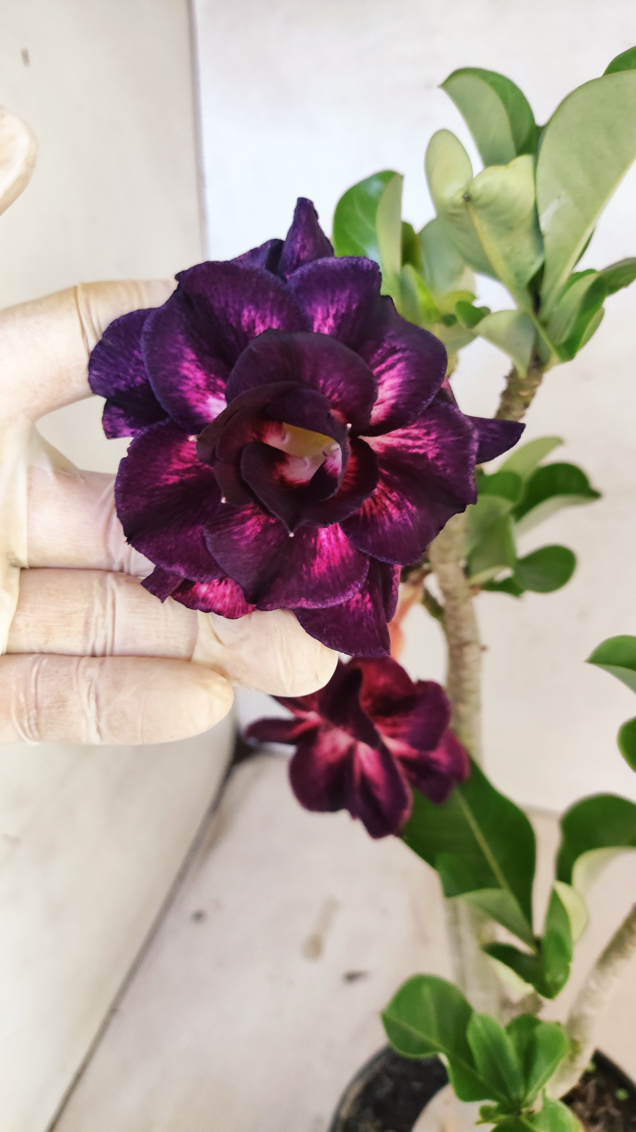 Planta Dobrada 3908 – 35cm – 03 anos