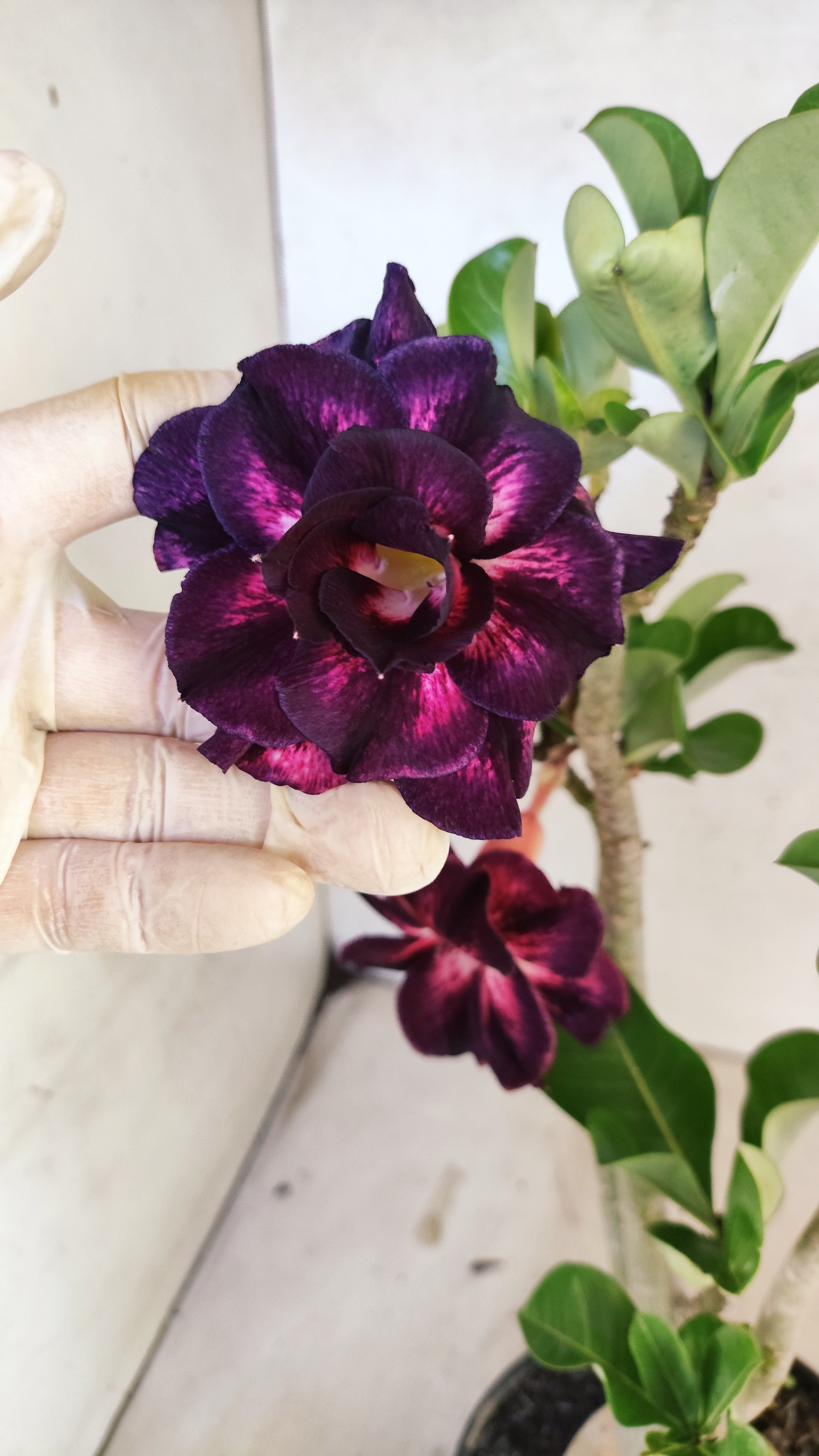Planta Dobrada 3908 – 35cm – 03 anos