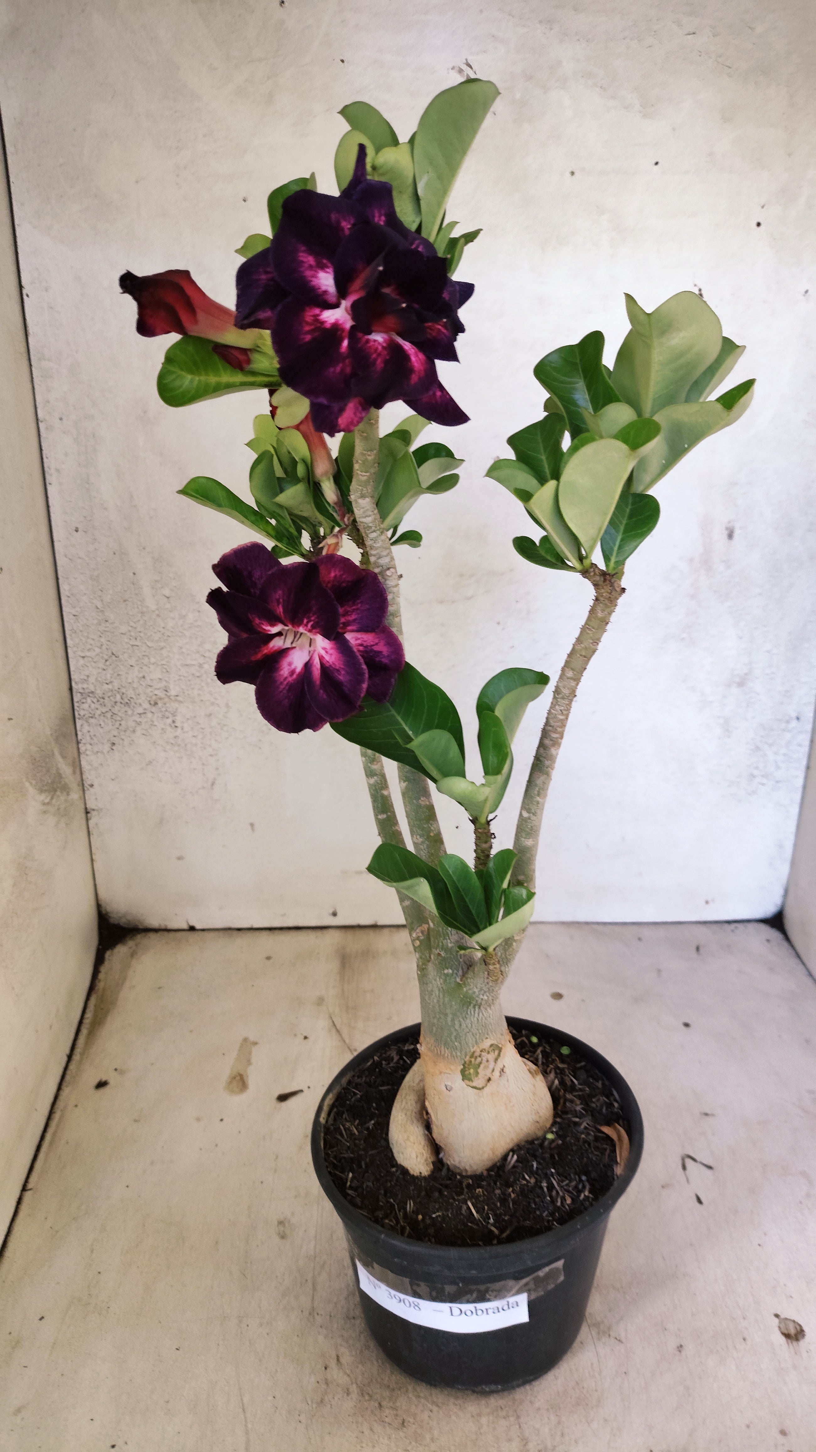 Planta Dobrada 3908 – 35cm – 03 anos