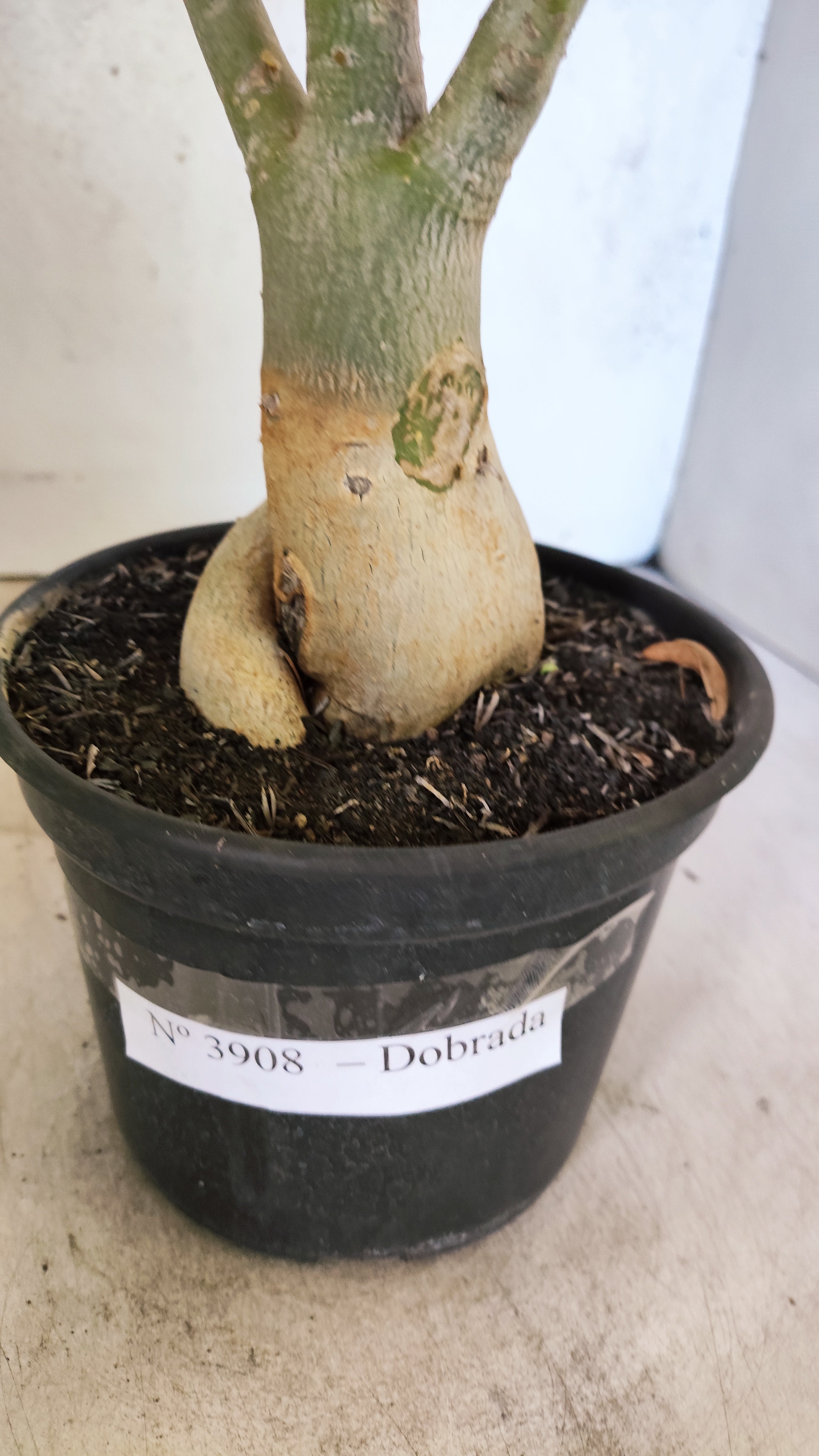 Planta Dobrada 3908 – 35cm – 03 anos