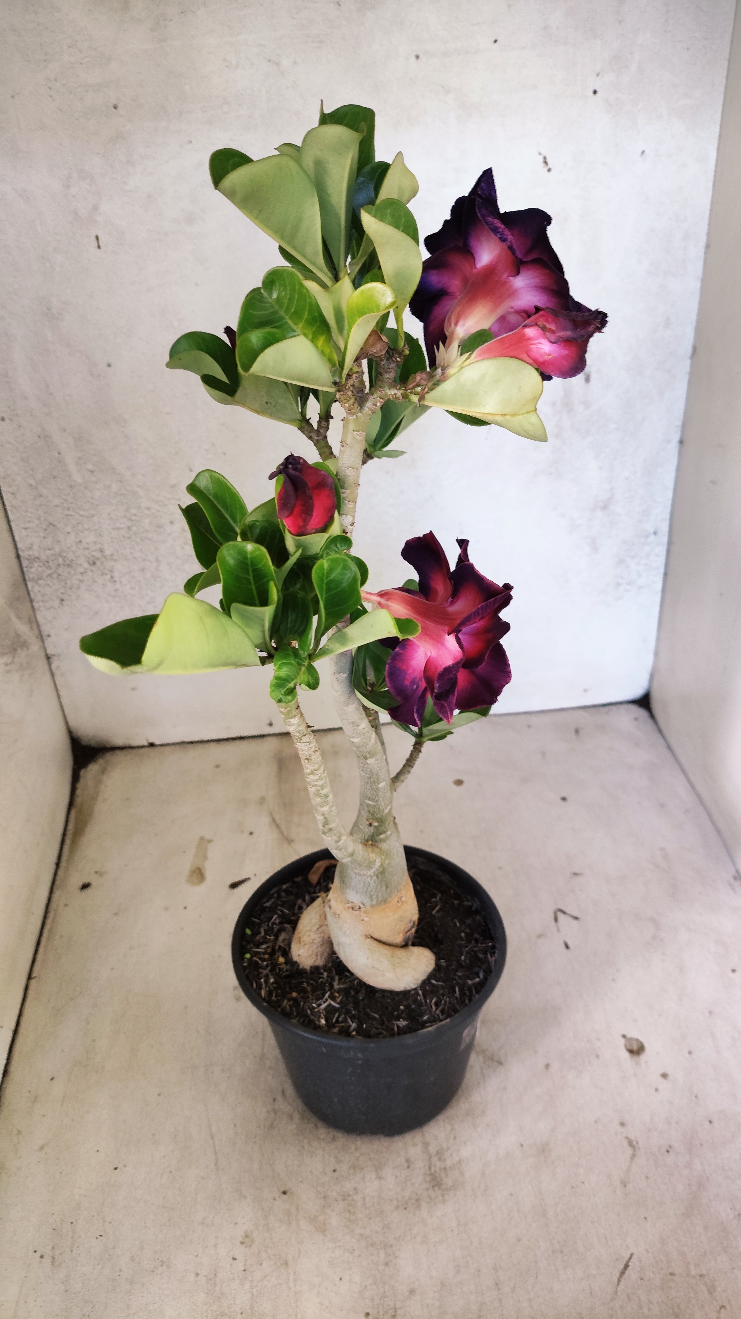 Planta Dobrada 3908 – 35cm – 03 anos