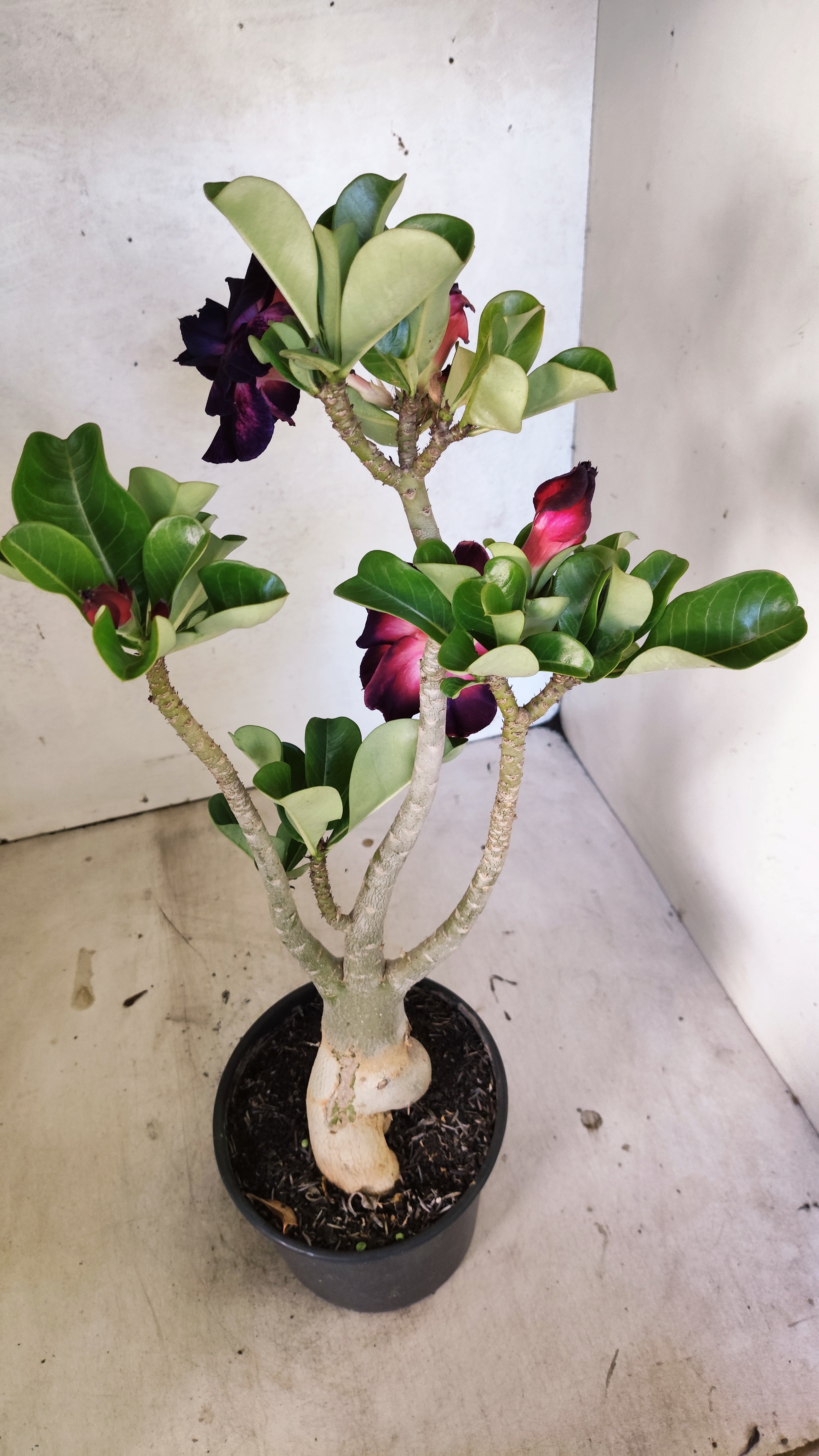 Planta Dobrada 3908 – 35cm – 03 anos