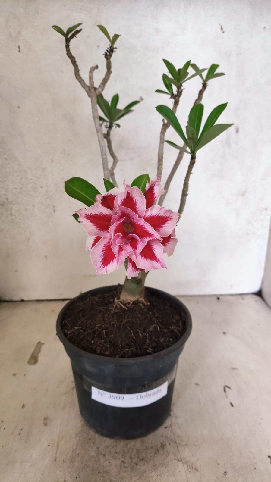 Planta Dobrada 3909 – 30cm – 02 anos
