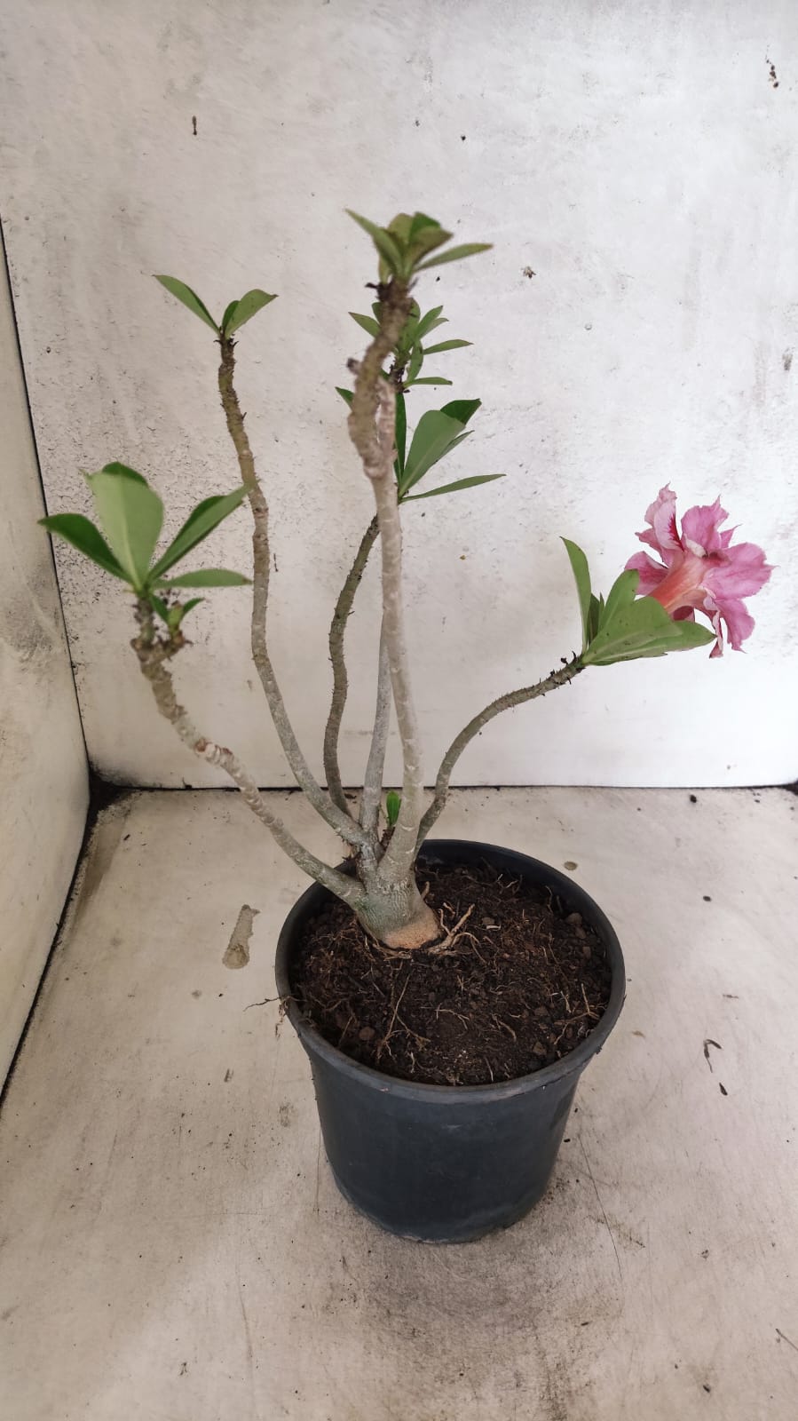 Planta Dobrada 3909 – 30cm – 02 anos
