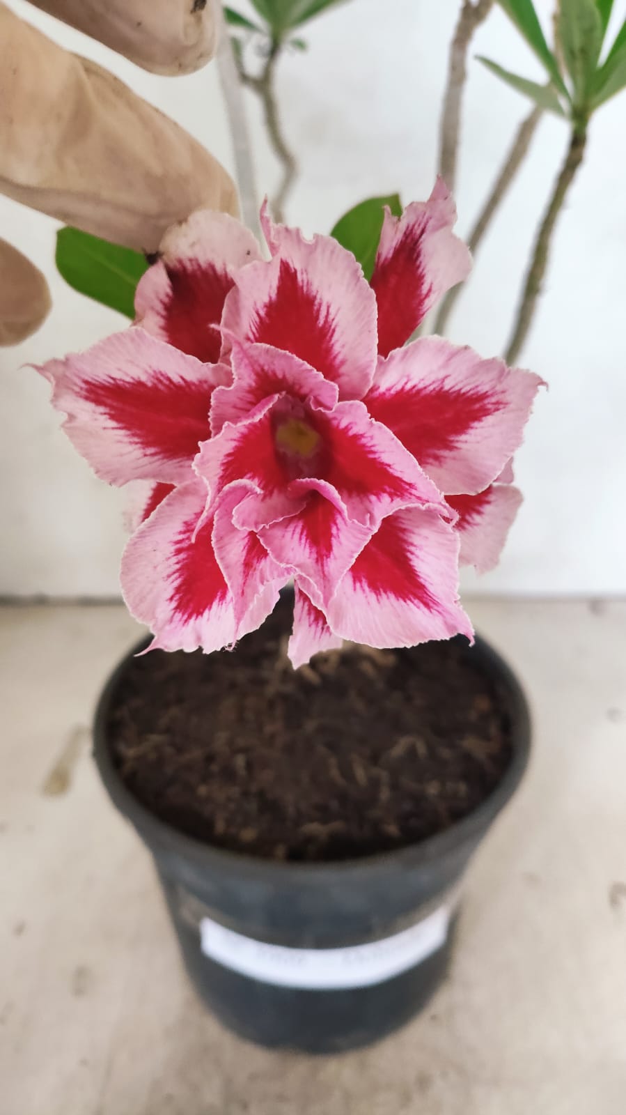 Planta Dobrada 3909 – 30cm – 02 anos