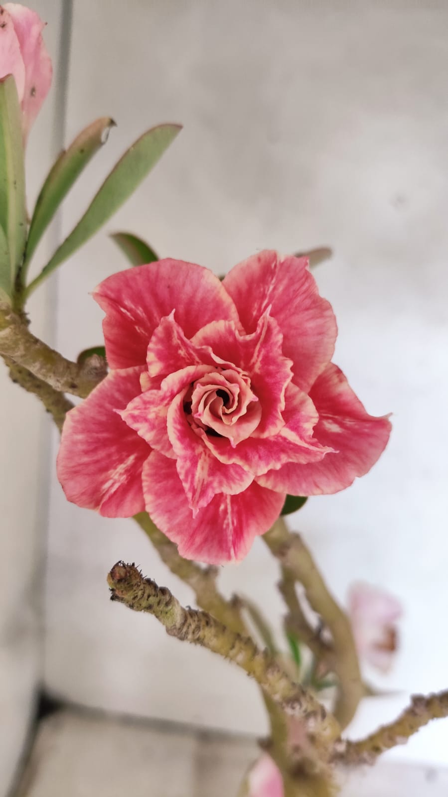 Planta Dobrada 3910 – 35cm – 03 anos