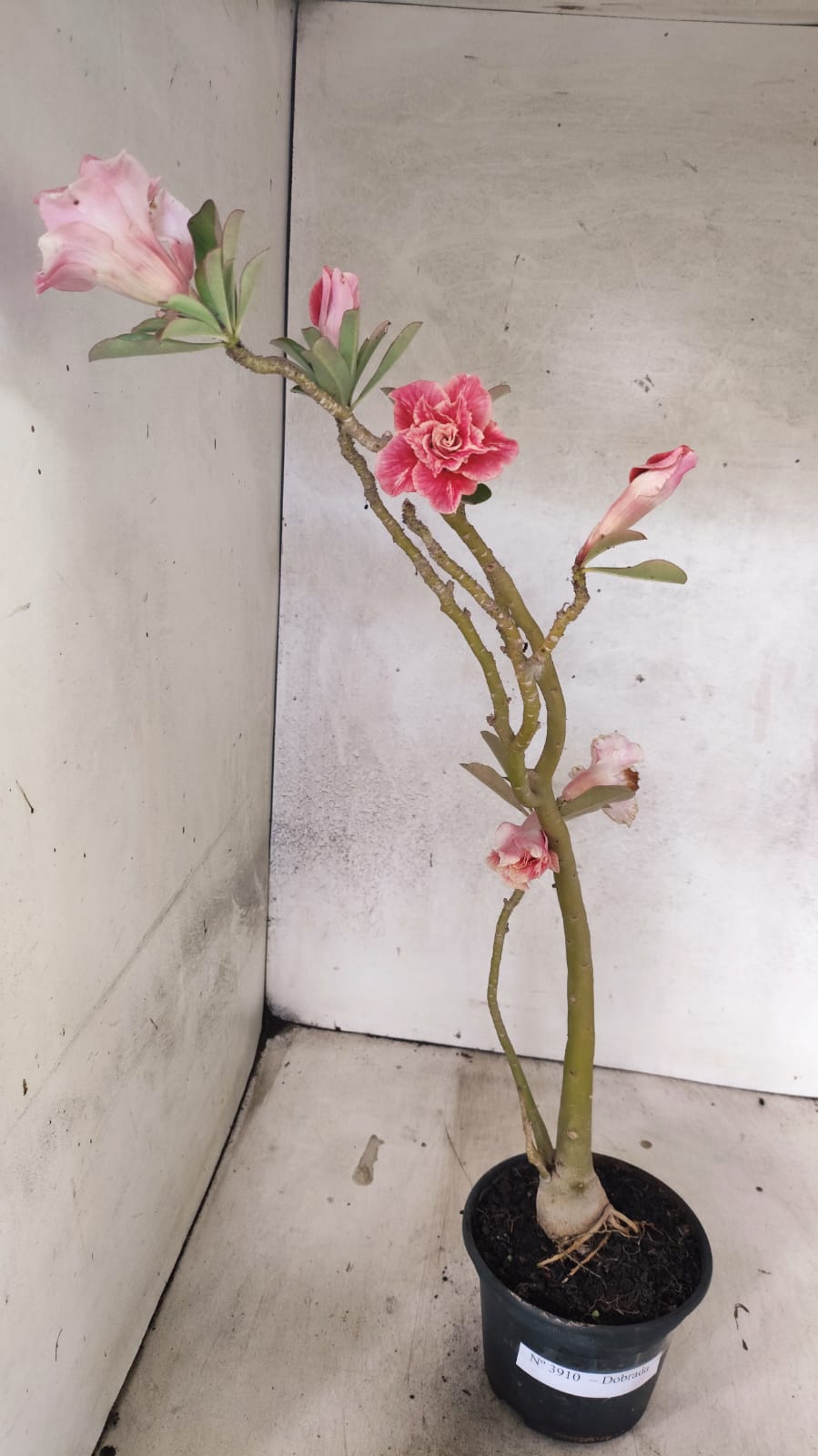 Planta Dobrada 3910 – 35cm – 03 anos