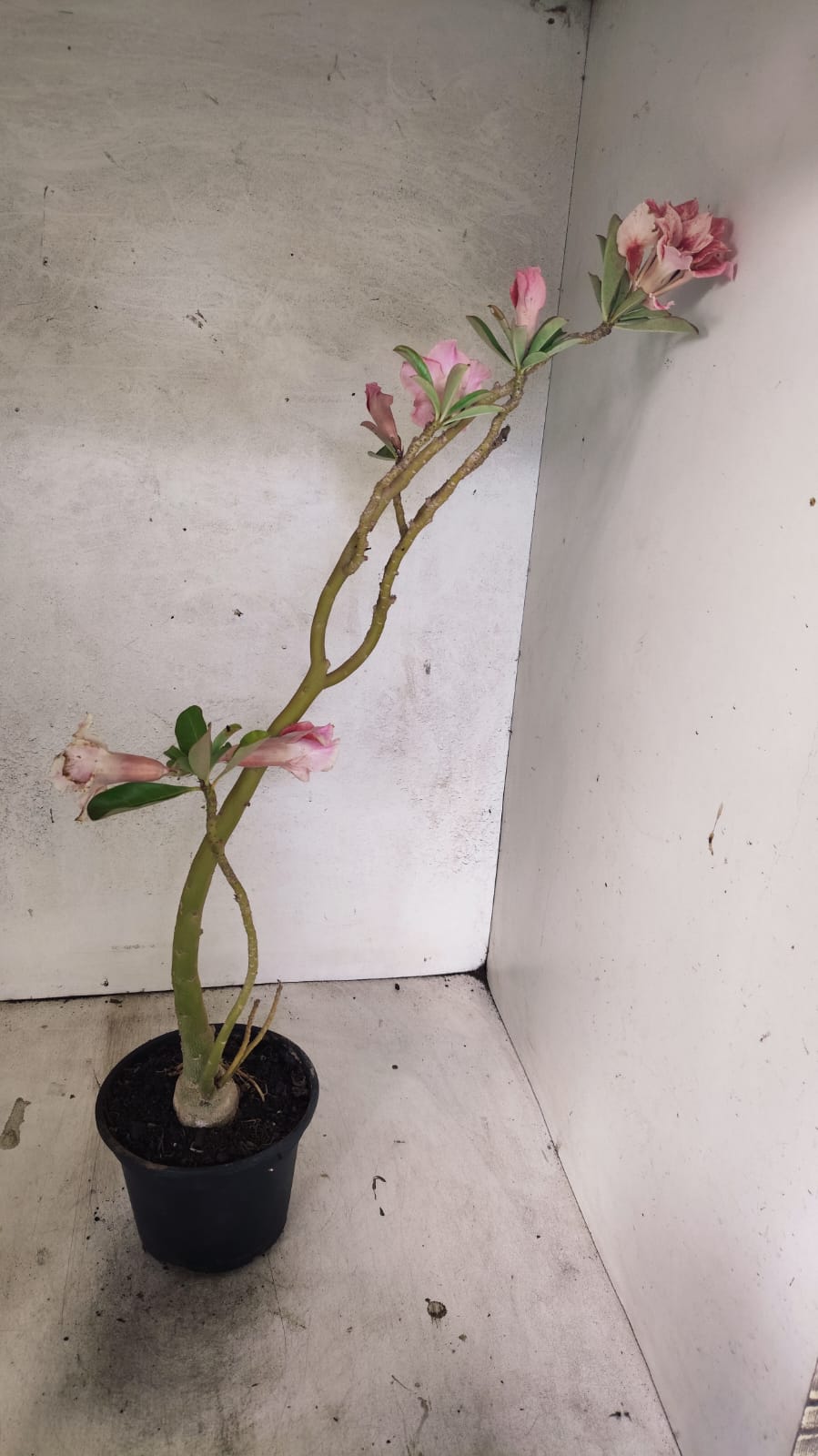 Planta Dobrada 3910 – 35cm – 03 anos