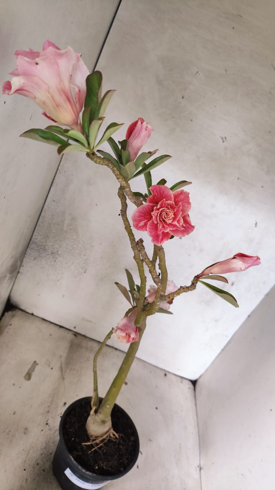 Planta Dobrada 3910 – 35cm – 03 anos