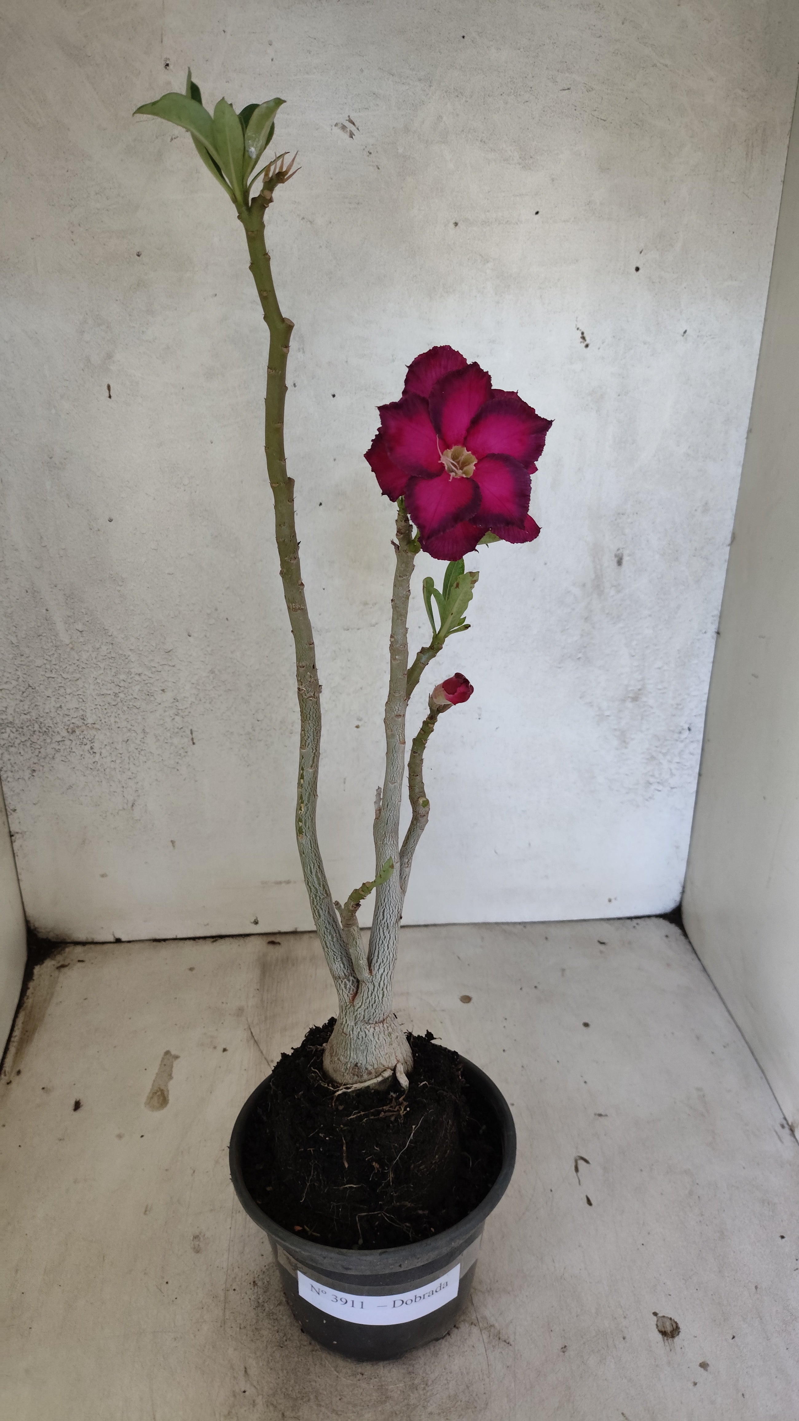 Planta Dobrada 3911 – 35cm – 03 anos