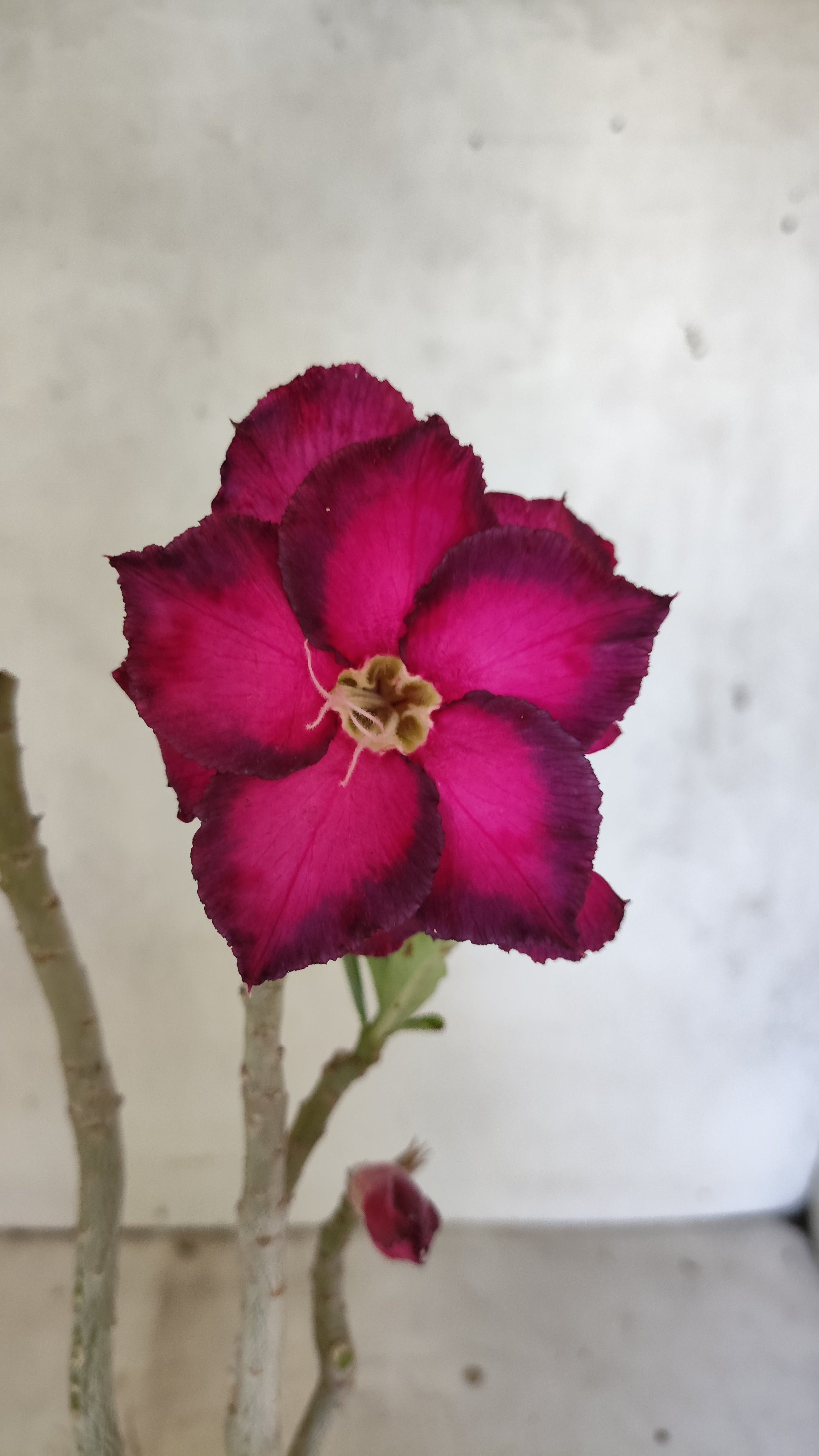 Planta Dobrada 3911 – 35cm – 03 anos