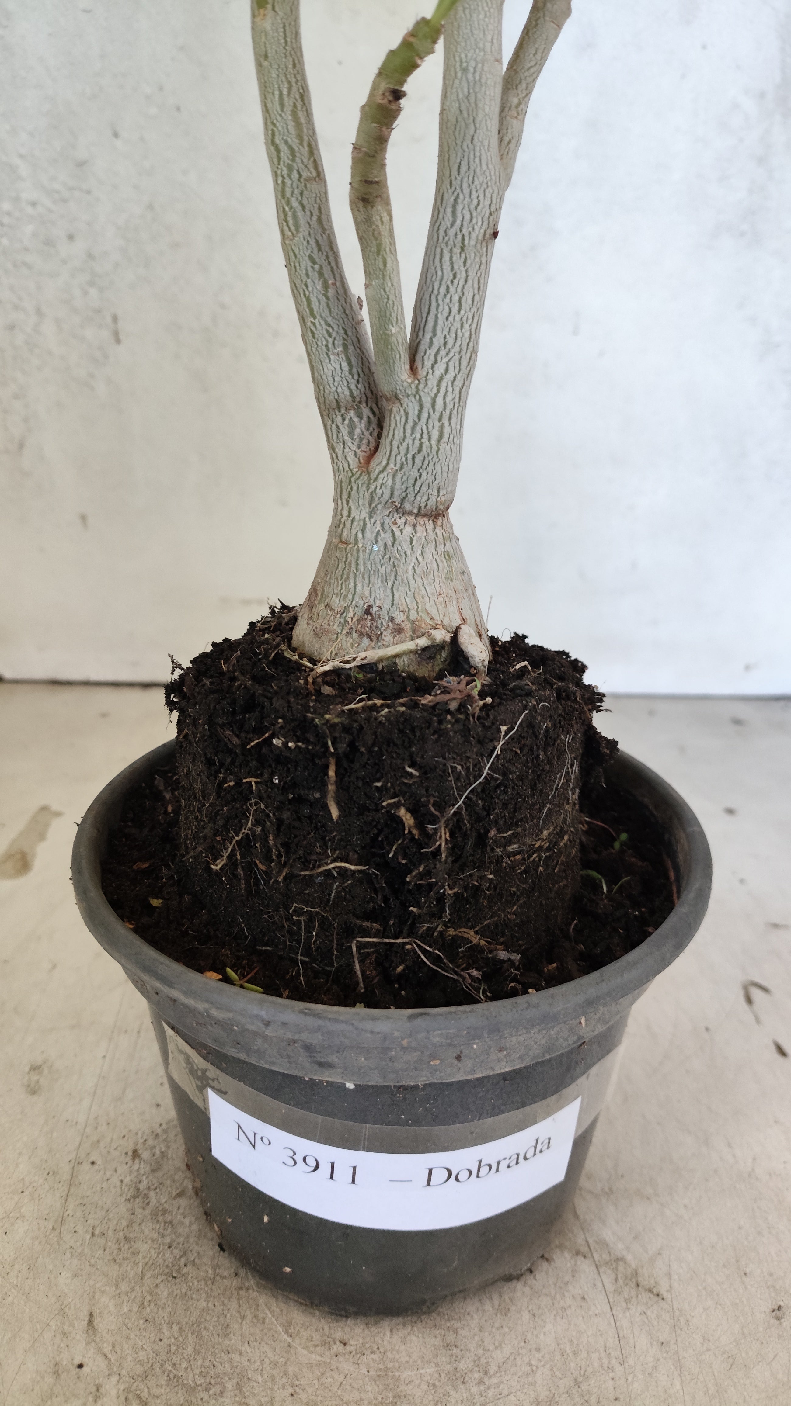 Planta Dobrada 3911 – 35cm – 03 anos