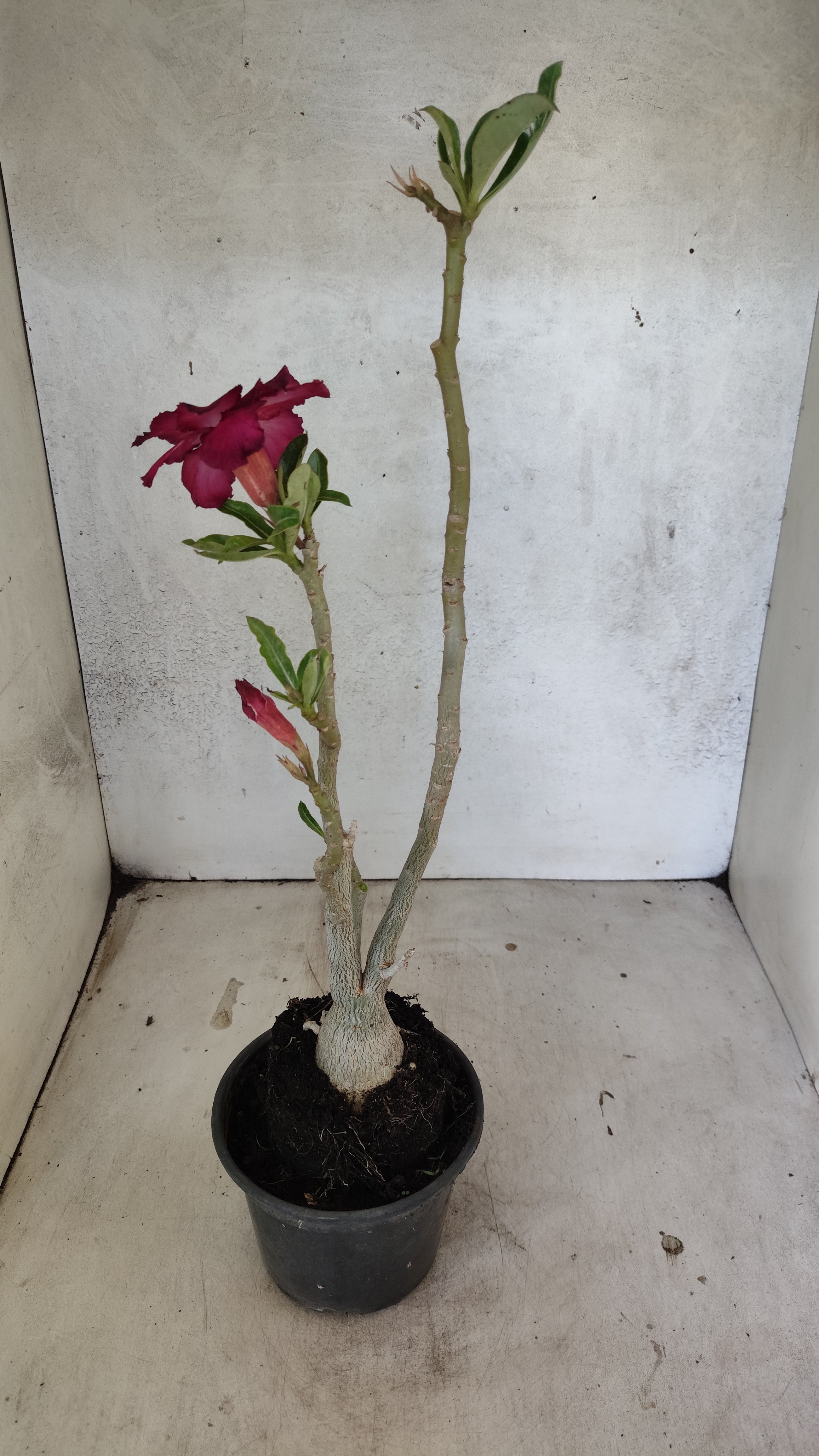 Planta Dobrada 3911 – 35cm – 03 anos