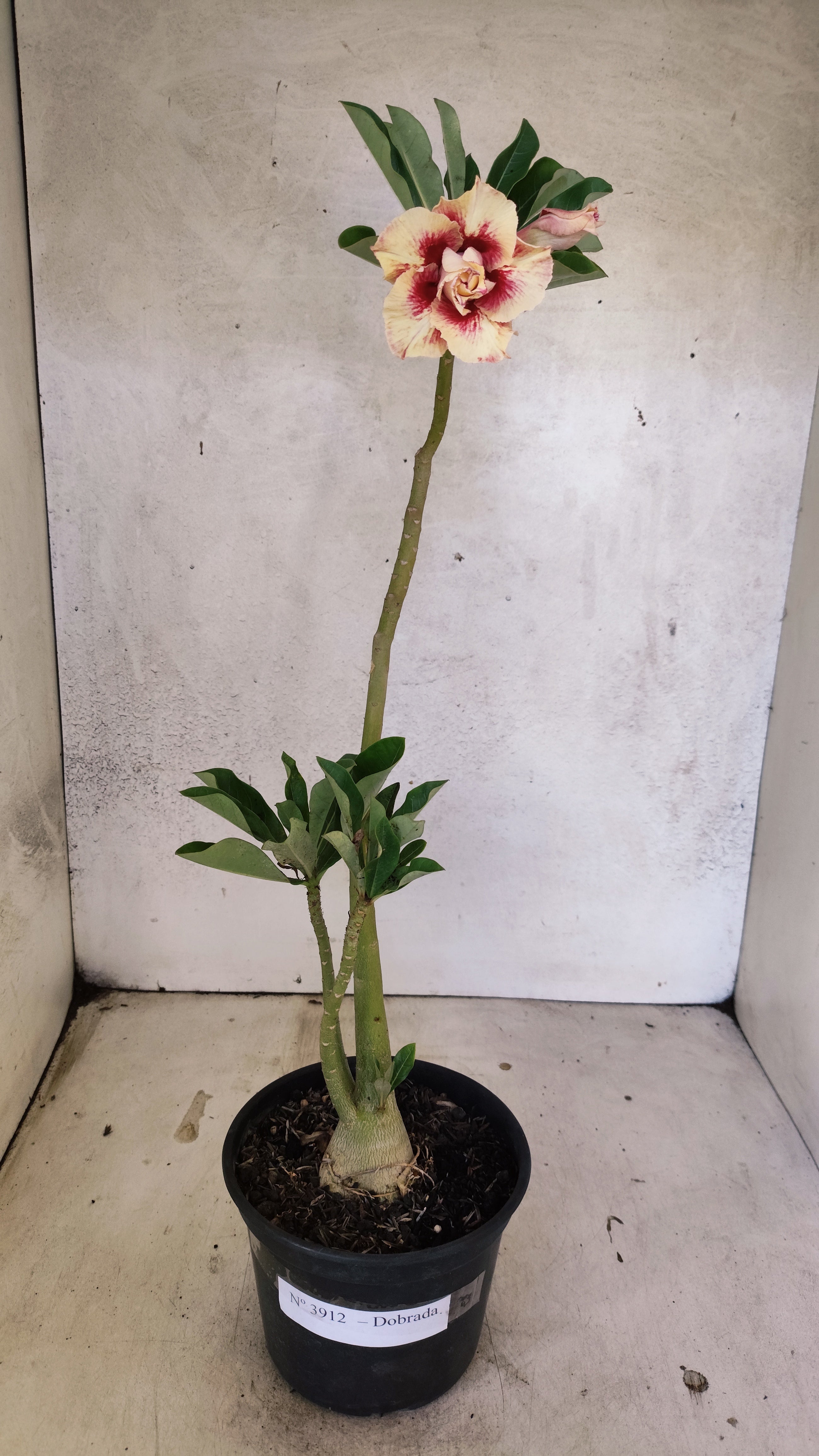 Planta Dobrada 3912 – 35cm – 03 anos