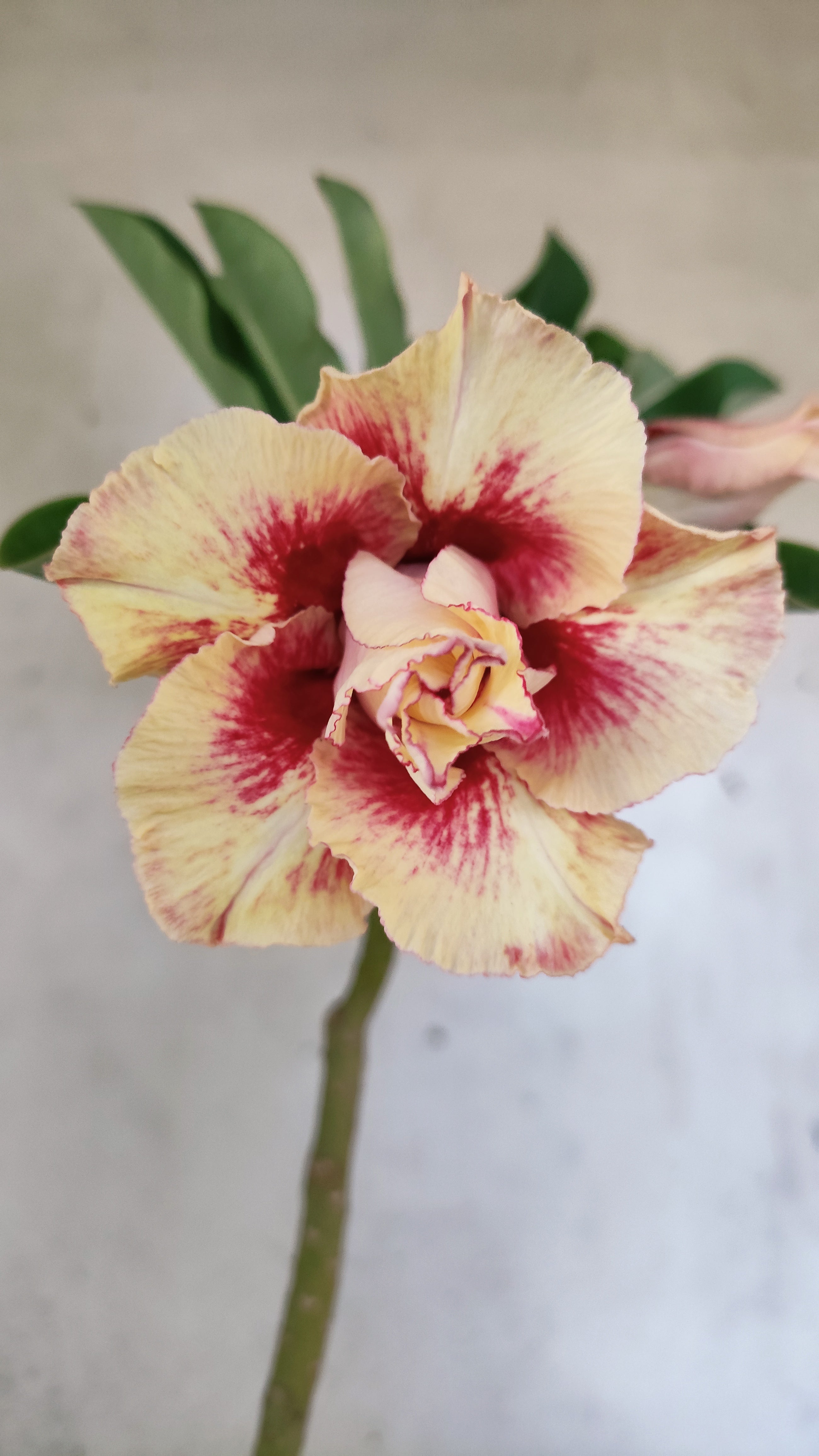 Planta Dobrada 3912 – 35cm – 03 anos