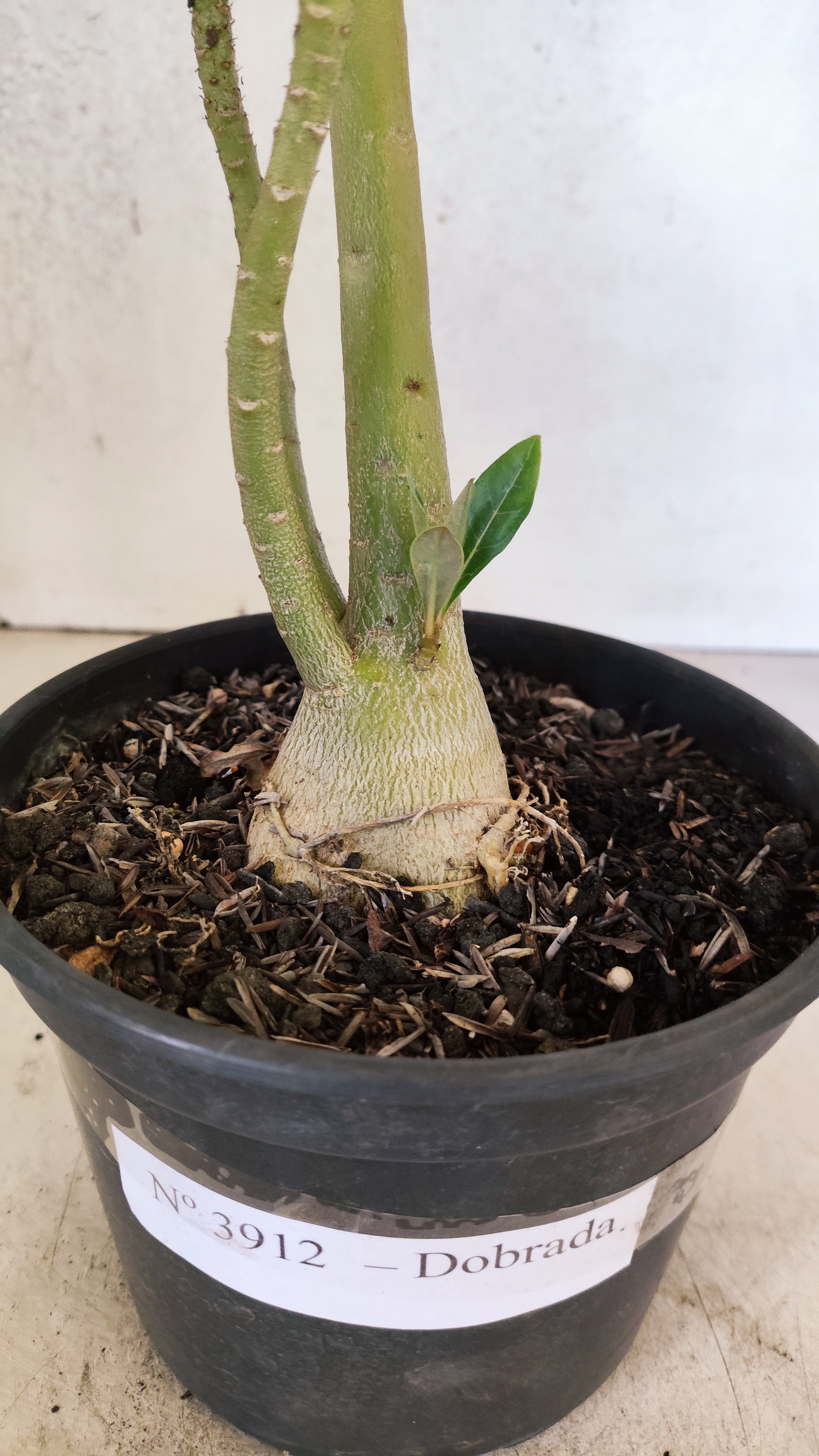 Planta Dobrada 3912 – 35cm – 03 anos