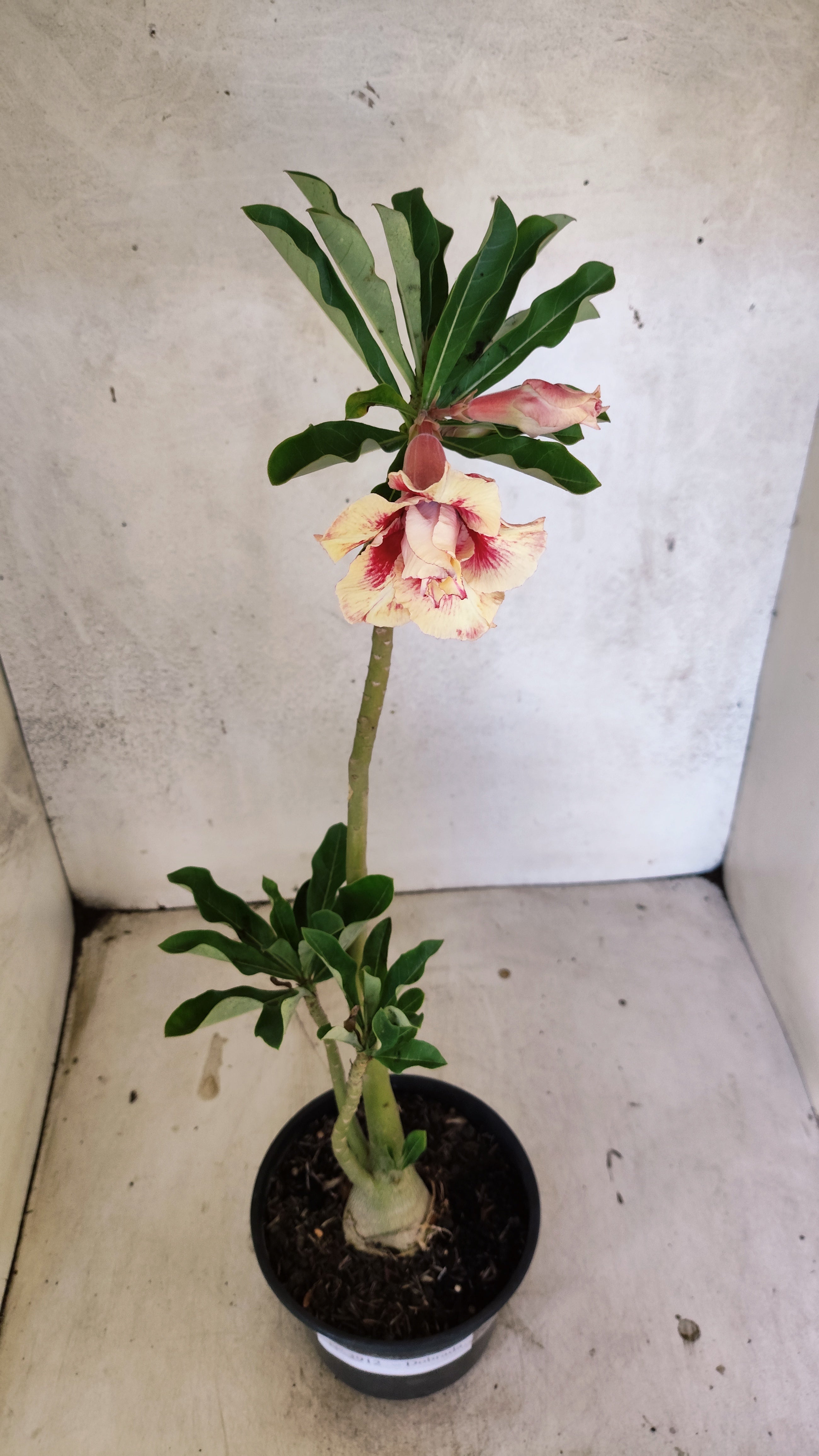 Planta Dobrada 3912 – 35cm – 03 anos