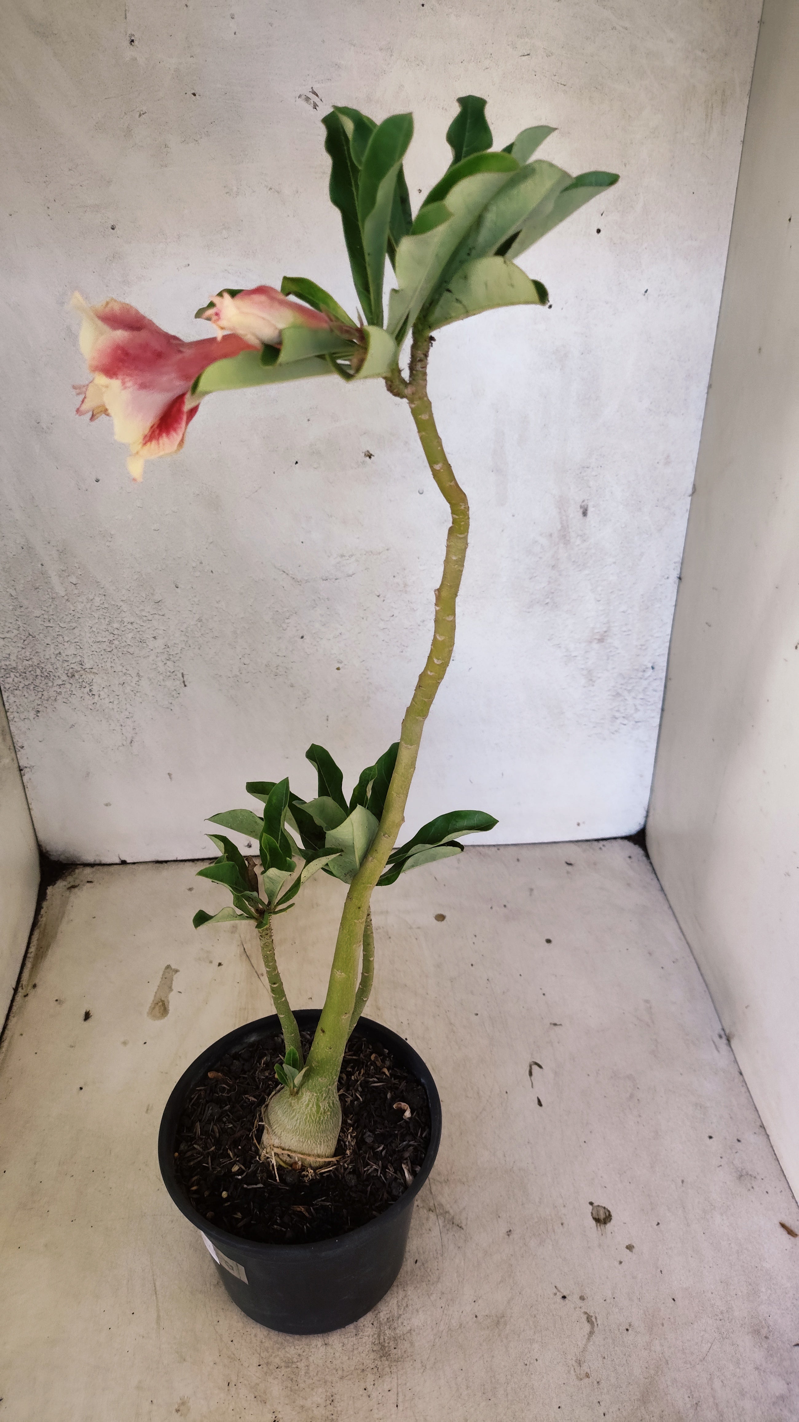 Planta Dobrada 3912 – 35cm – 03 anos