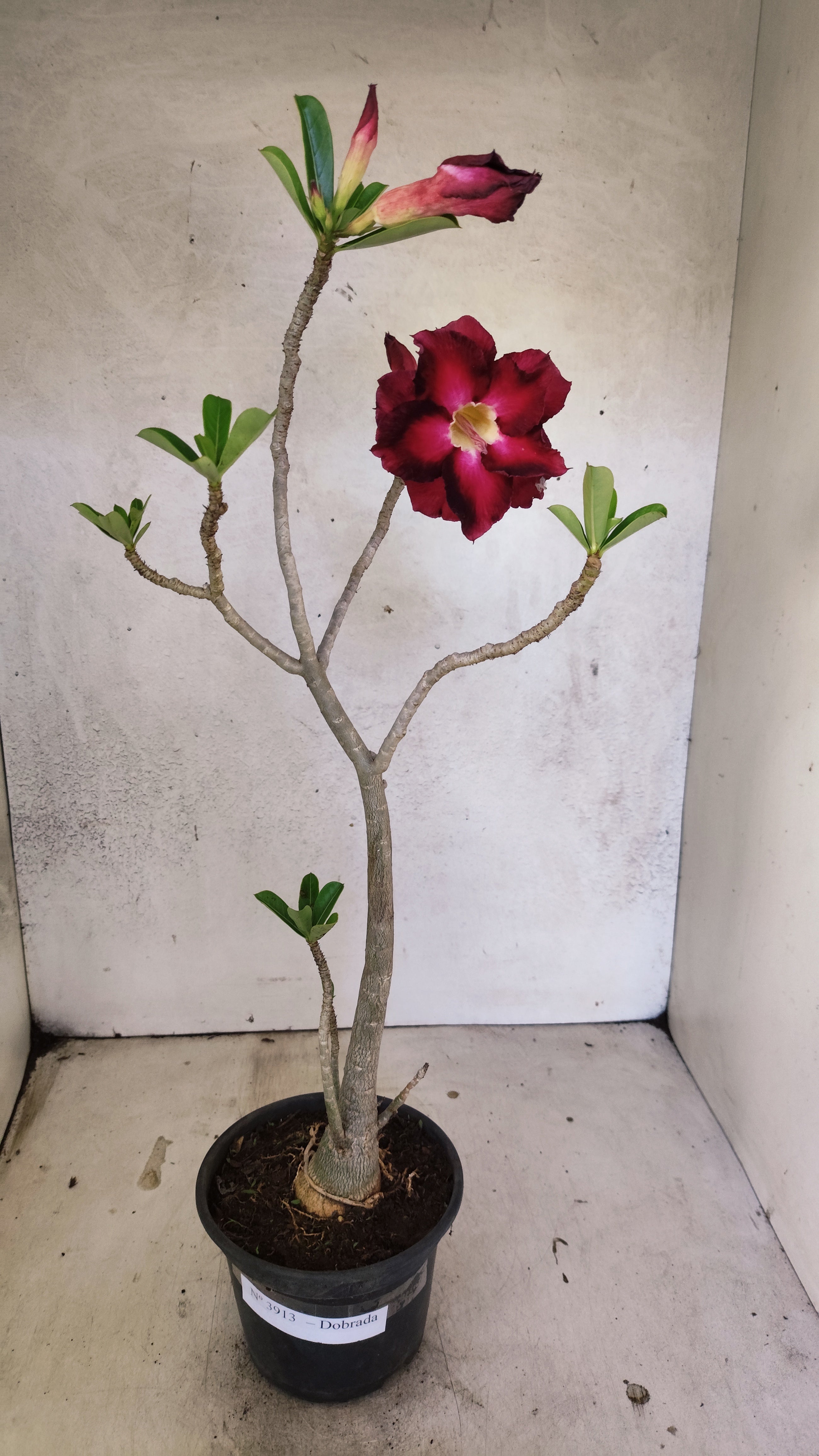 Planta Dobrada 3913 – 35cm – 03 anos