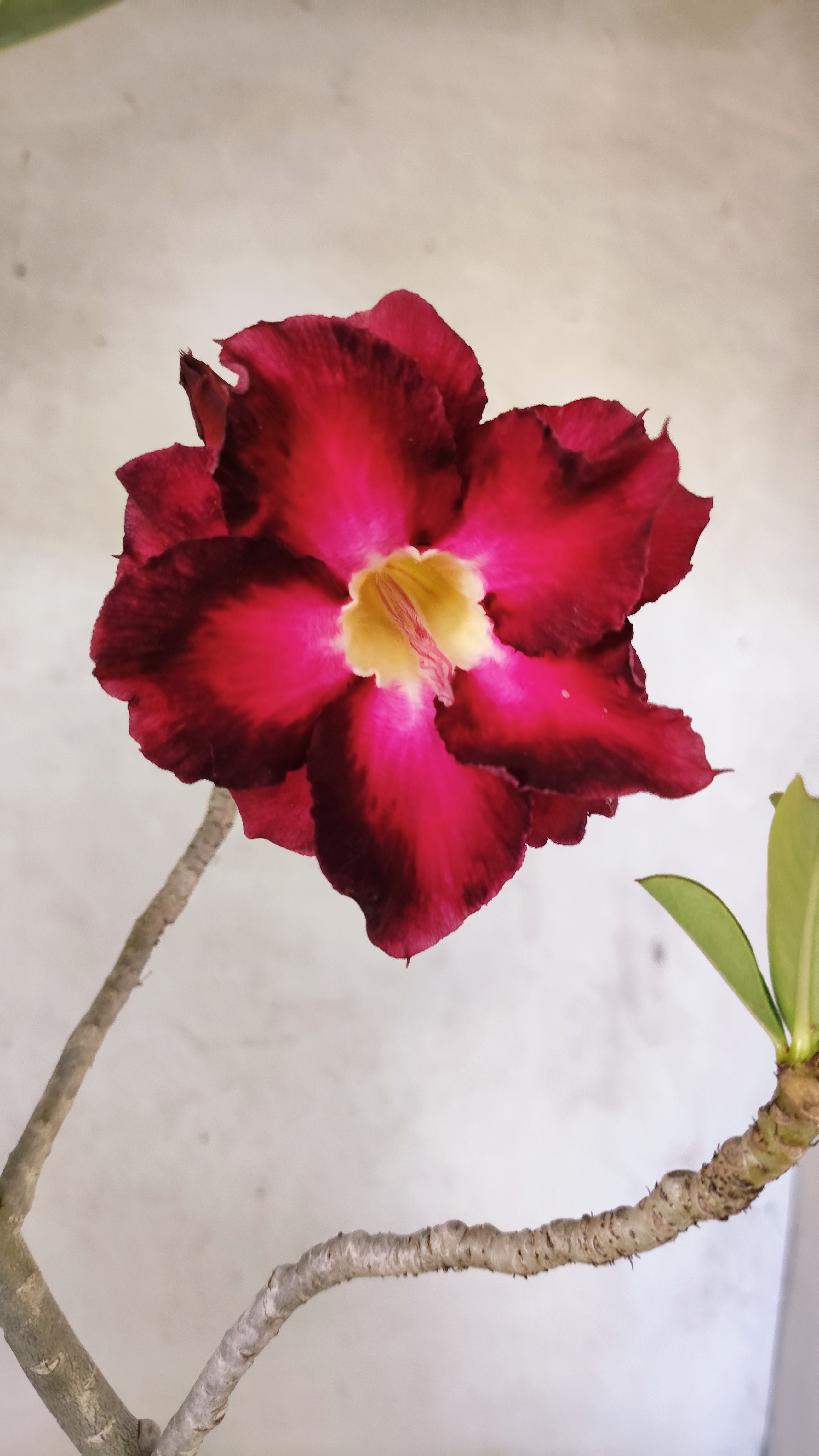 Planta Dobrada 3913 – 35cm – 03 anos