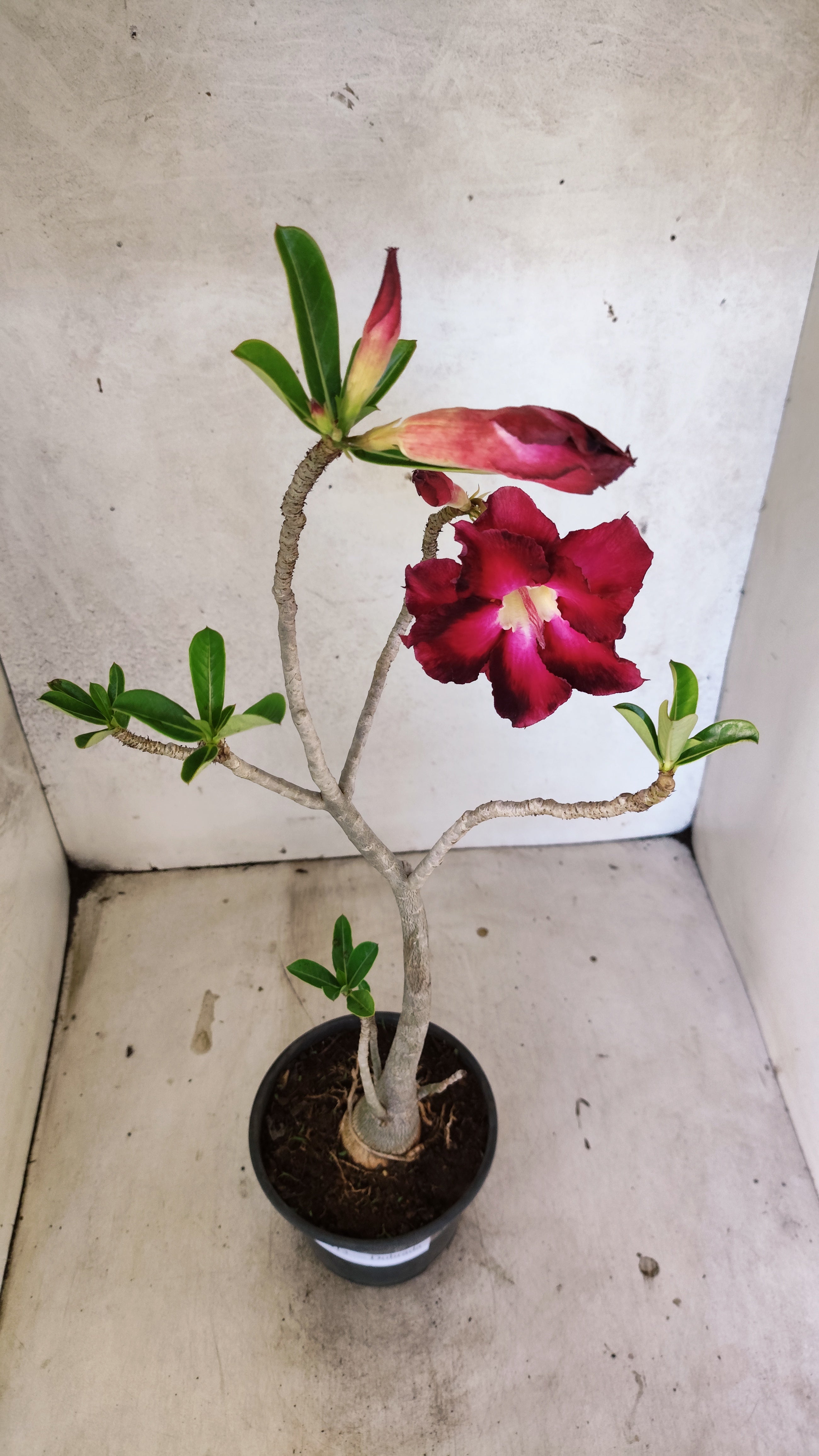 Planta Dobrada 3913 – 35cm – 03 anos