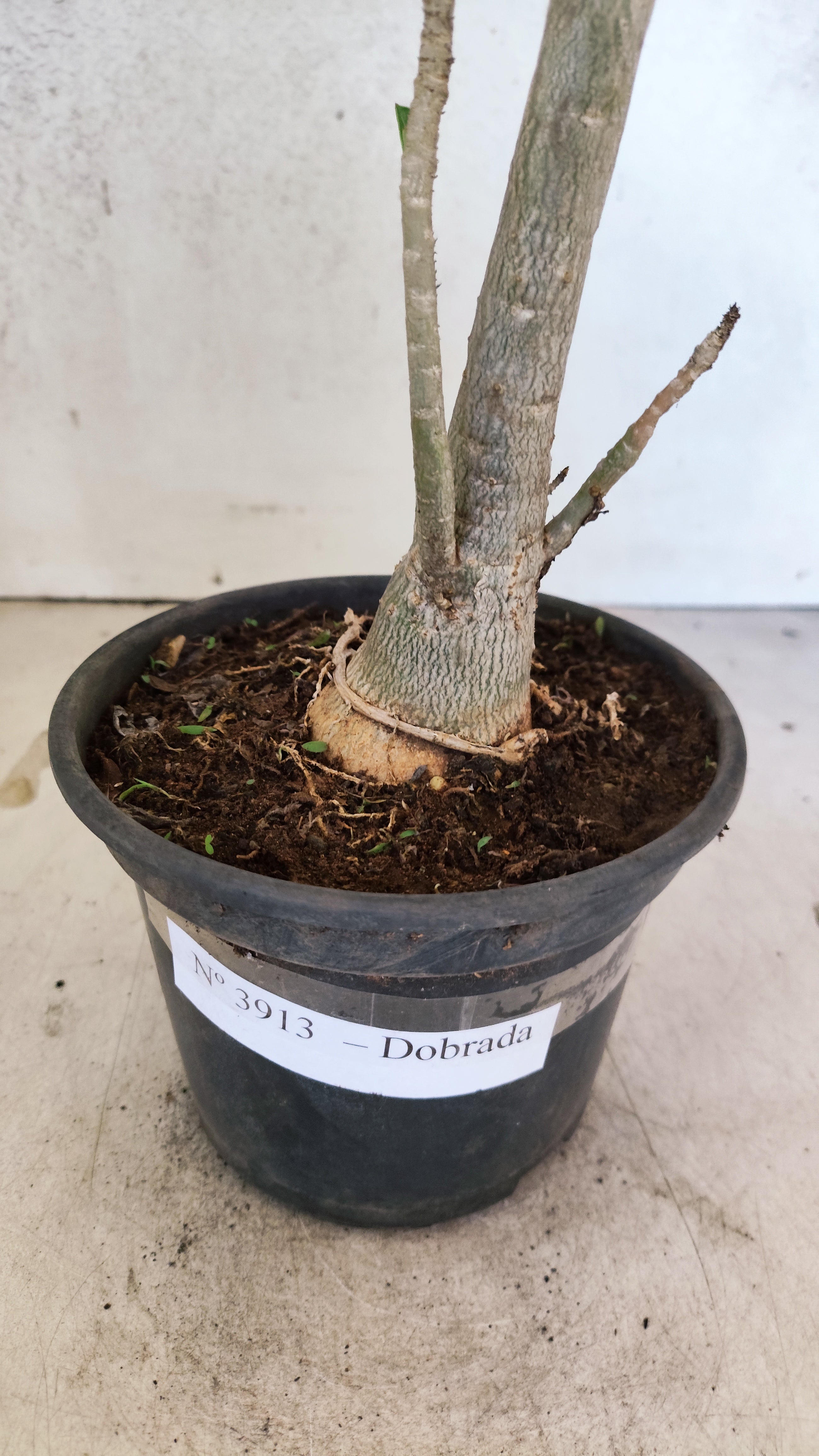 Planta Dobrada 3913 – 35cm – 03 anos