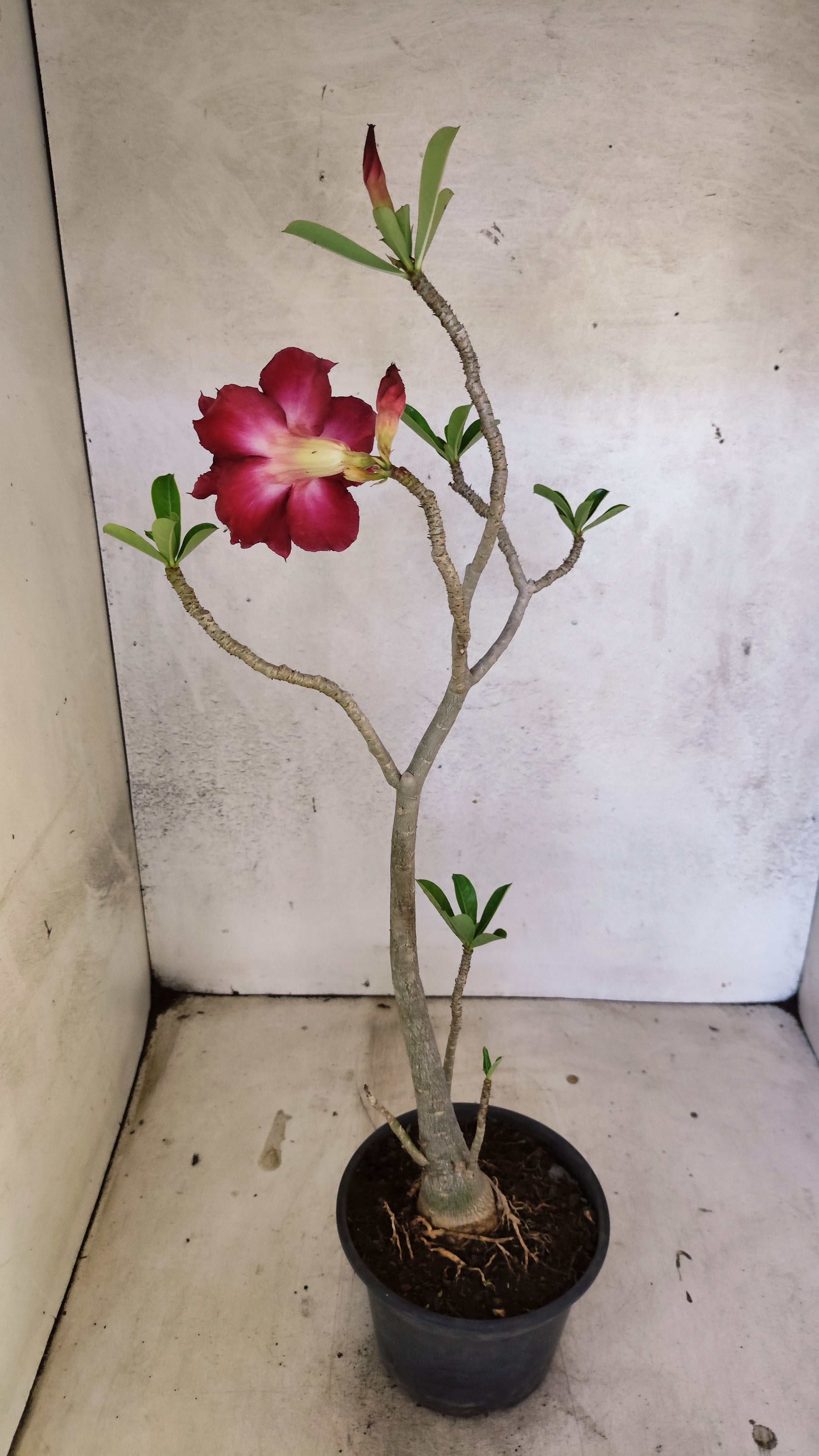 Planta Dobrada 3913 – 35cm – 03 anos