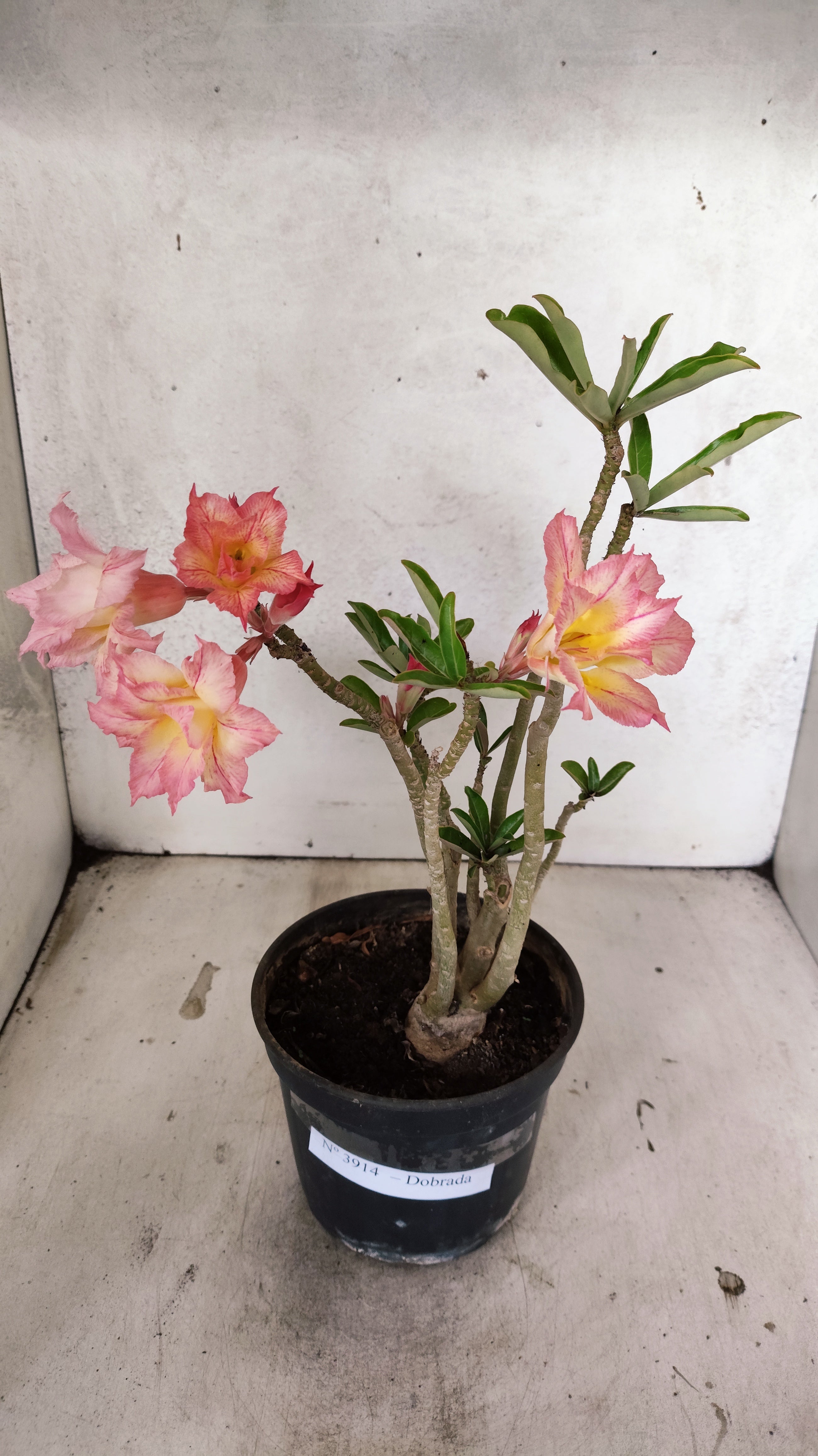 Planta Dobrada 3914 – 30cm – 02 anos
