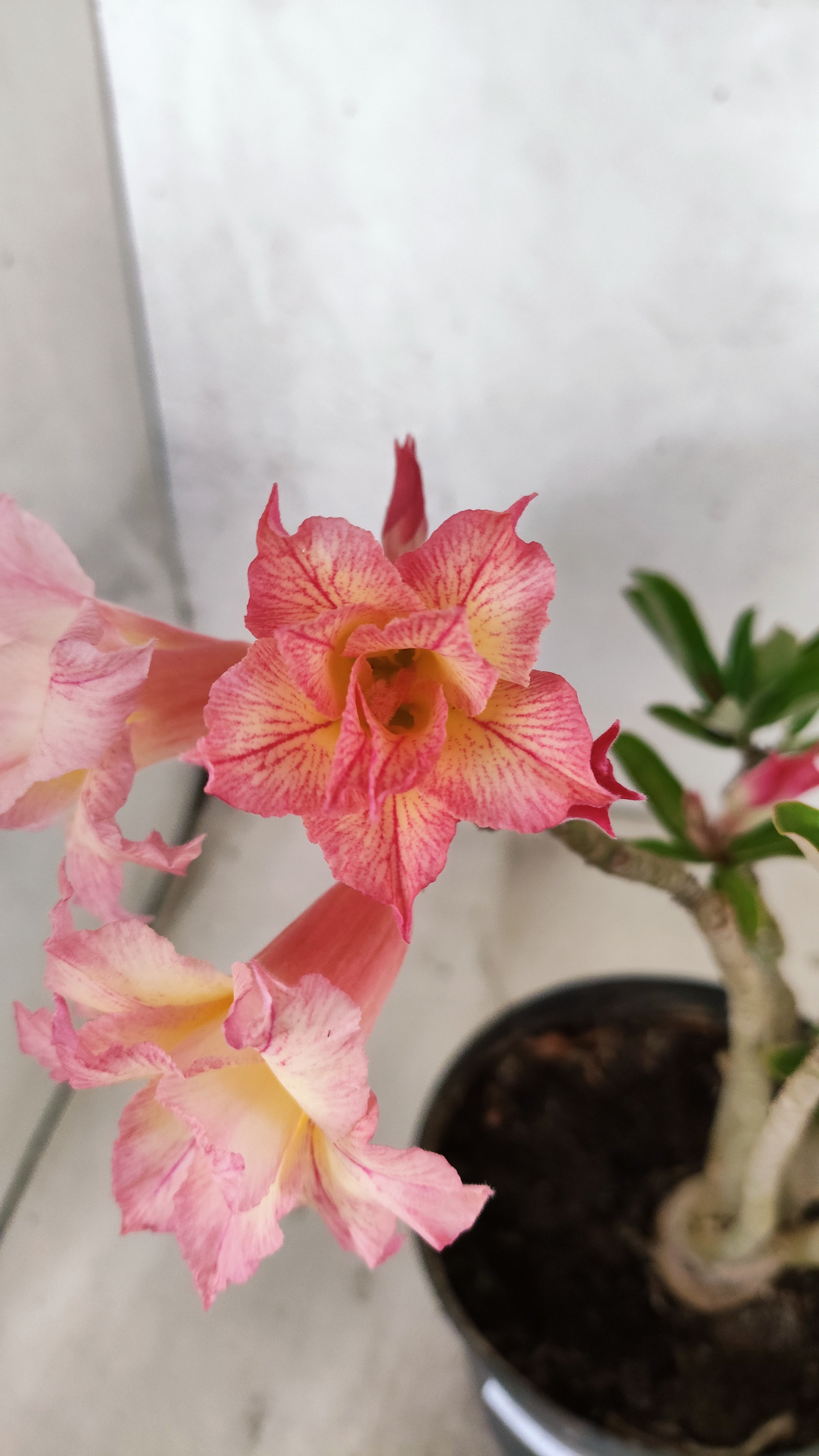 Planta Dobrada 3914 – 30cm – 02 anos