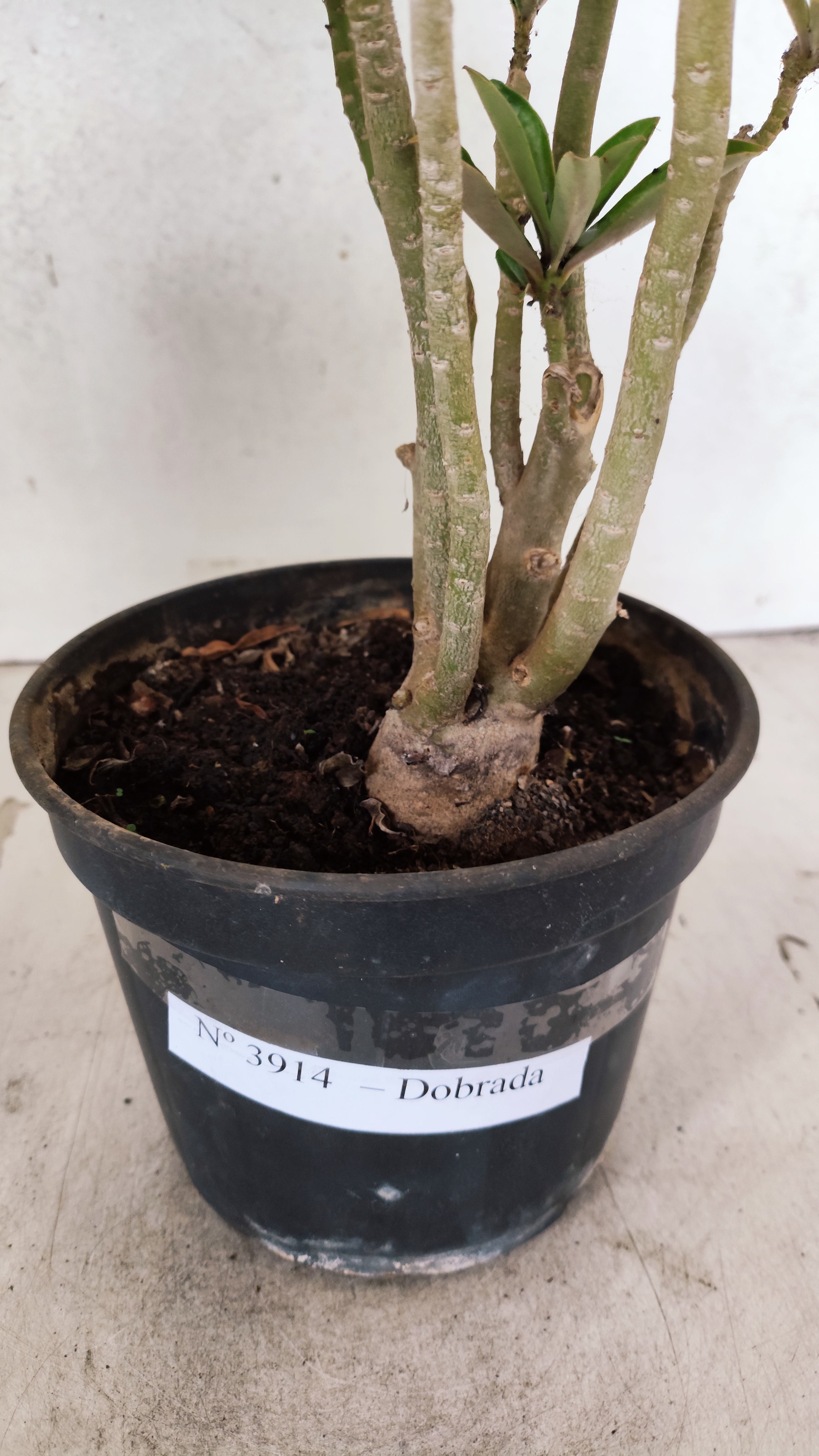 Planta Dobrada 3914 – 30cm – 02 anos