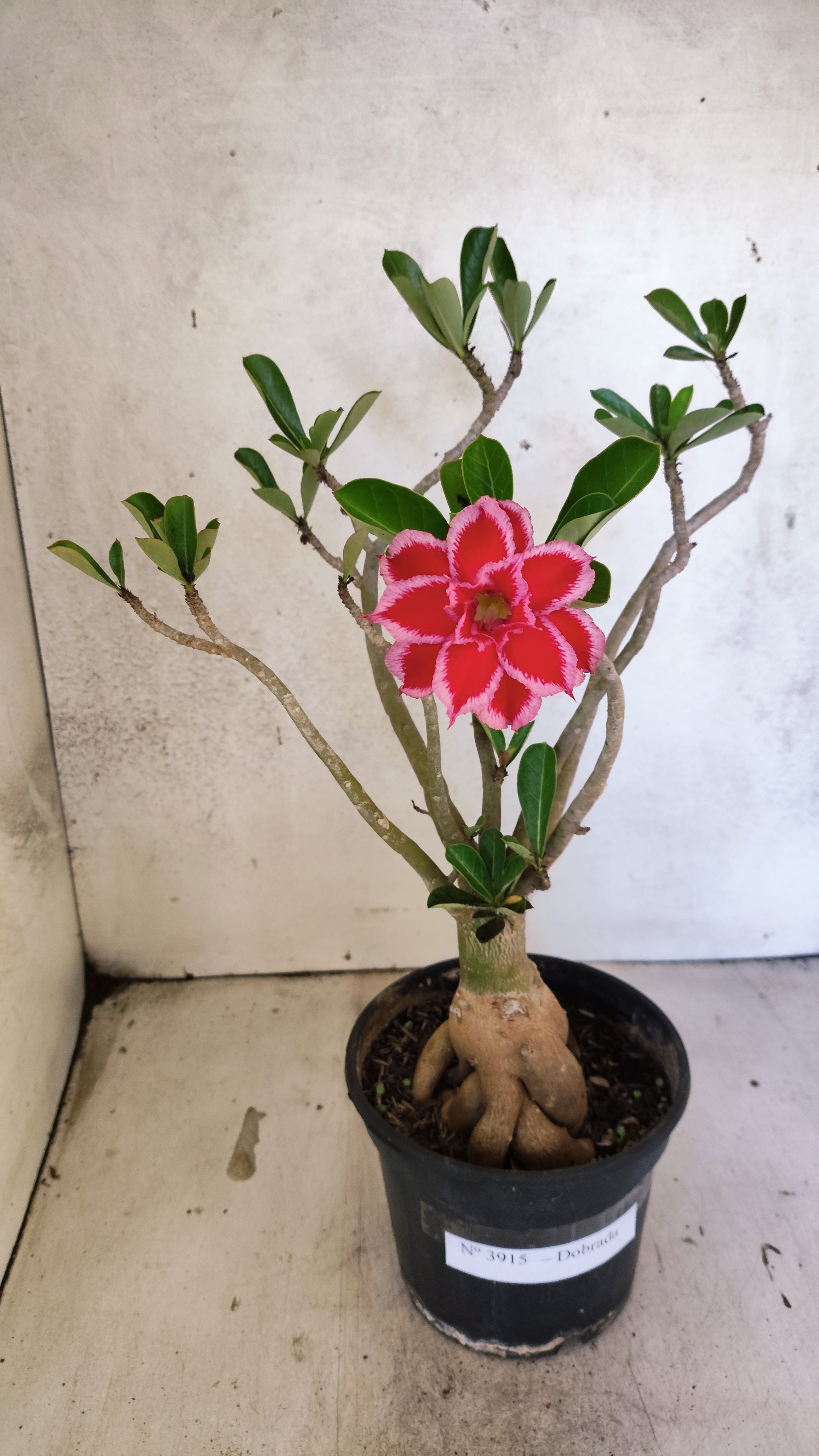 Planta Dobrada 3915 – 35cm – 03 anos