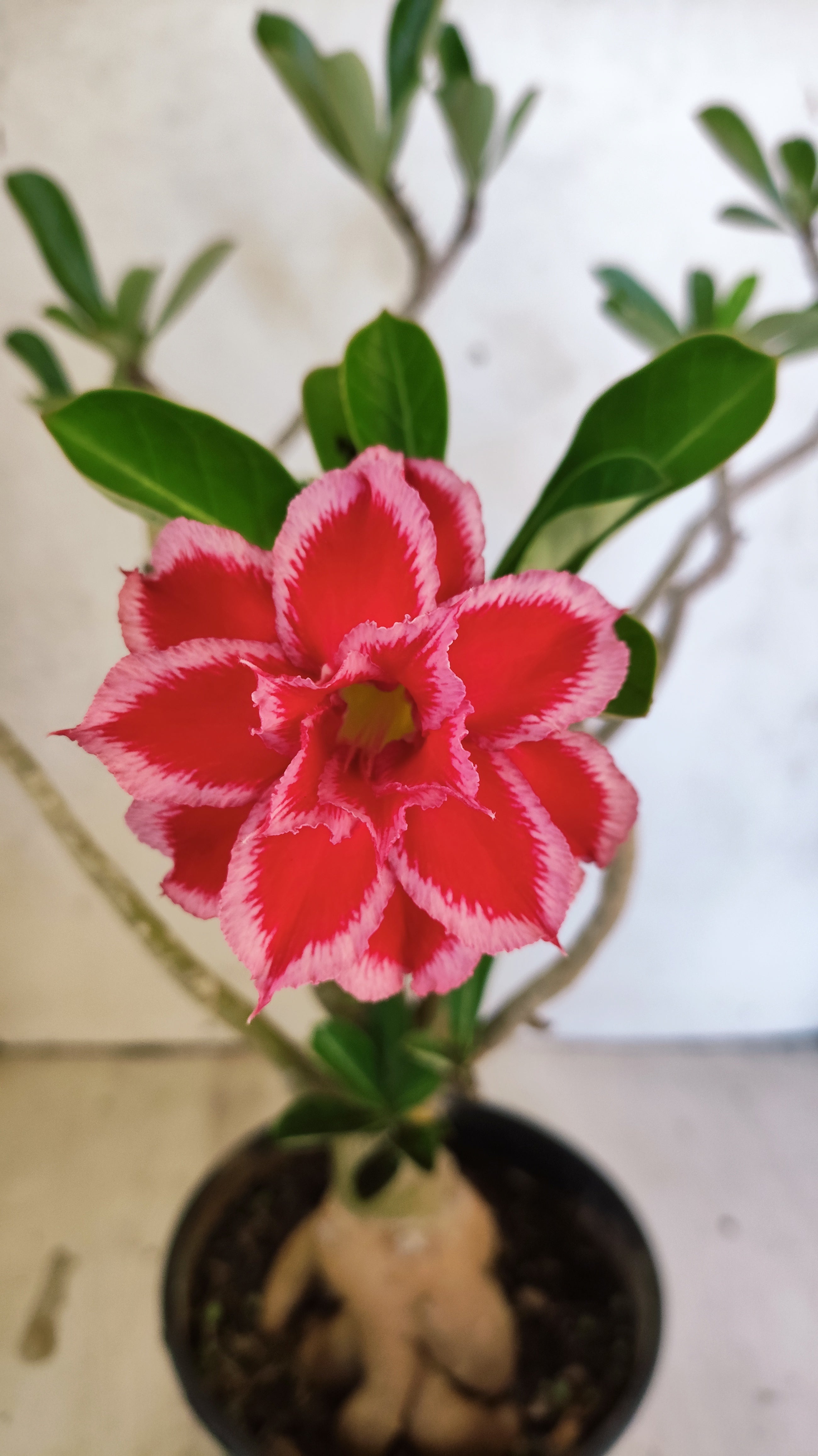 Planta Dobrada 3915 – 35cm – 03 anos