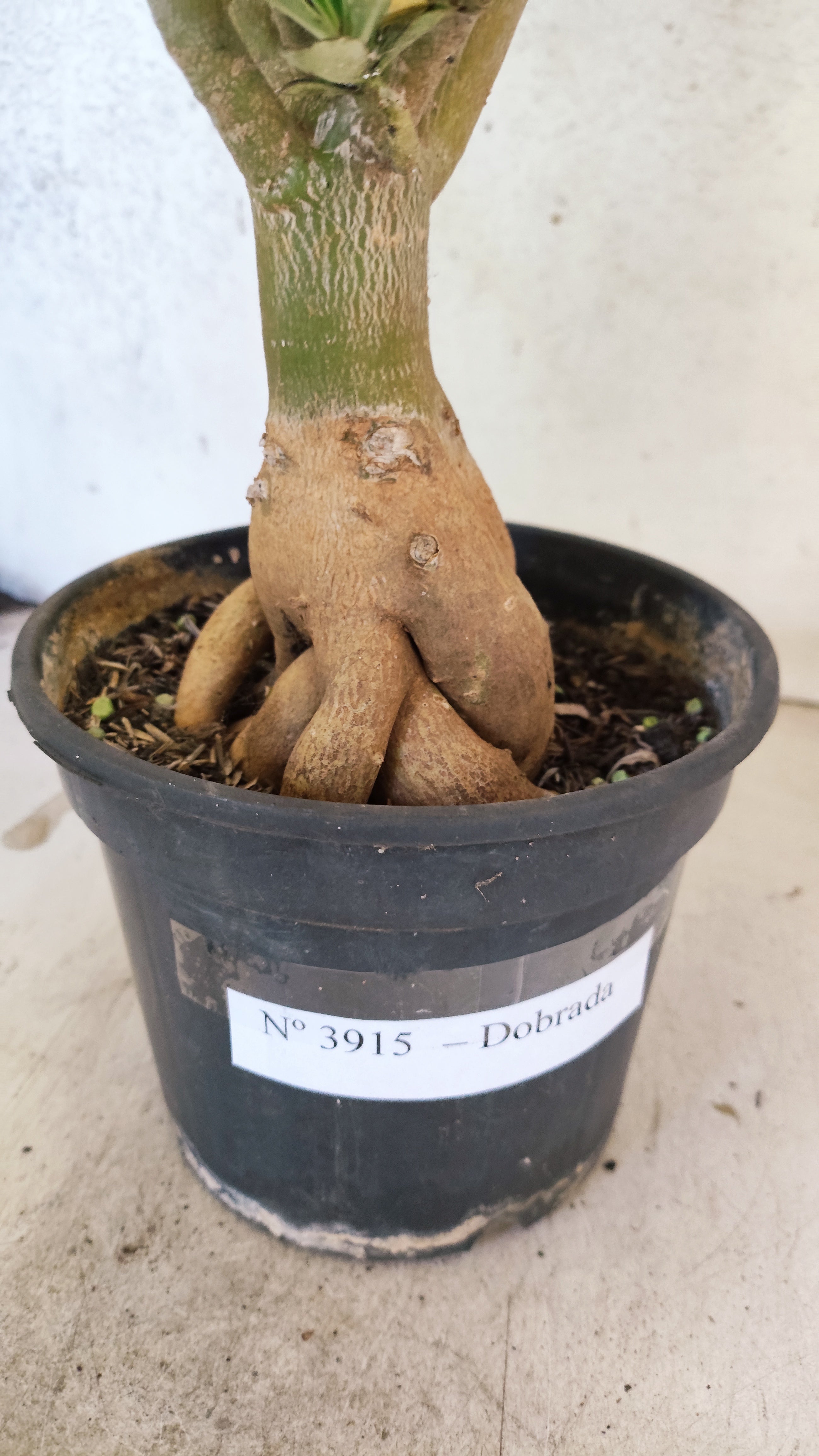 Planta Dobrada 3915 – 35cm – 03 anos