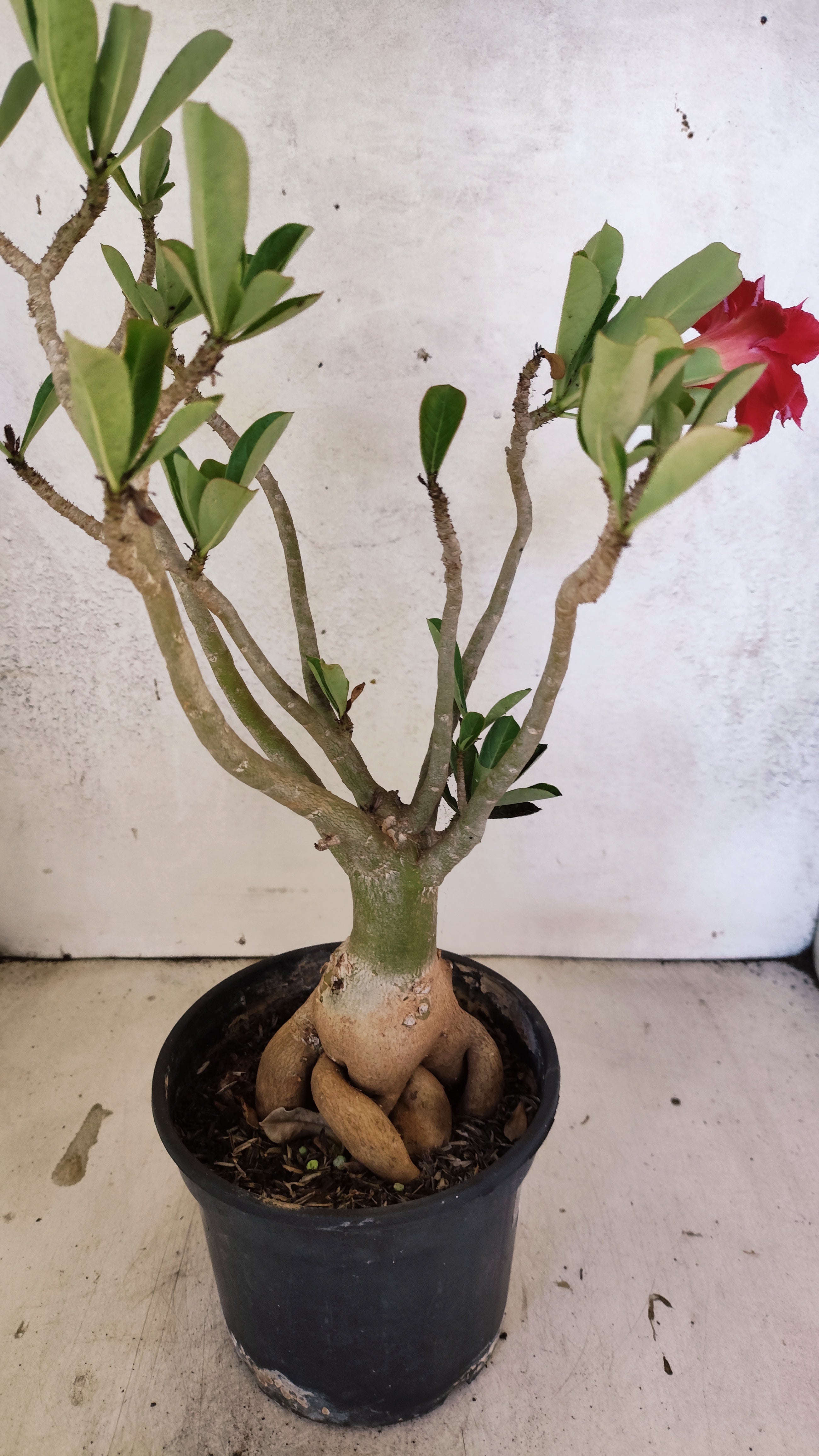 Planta Dobrada 3915 – 35cm – 03 anos