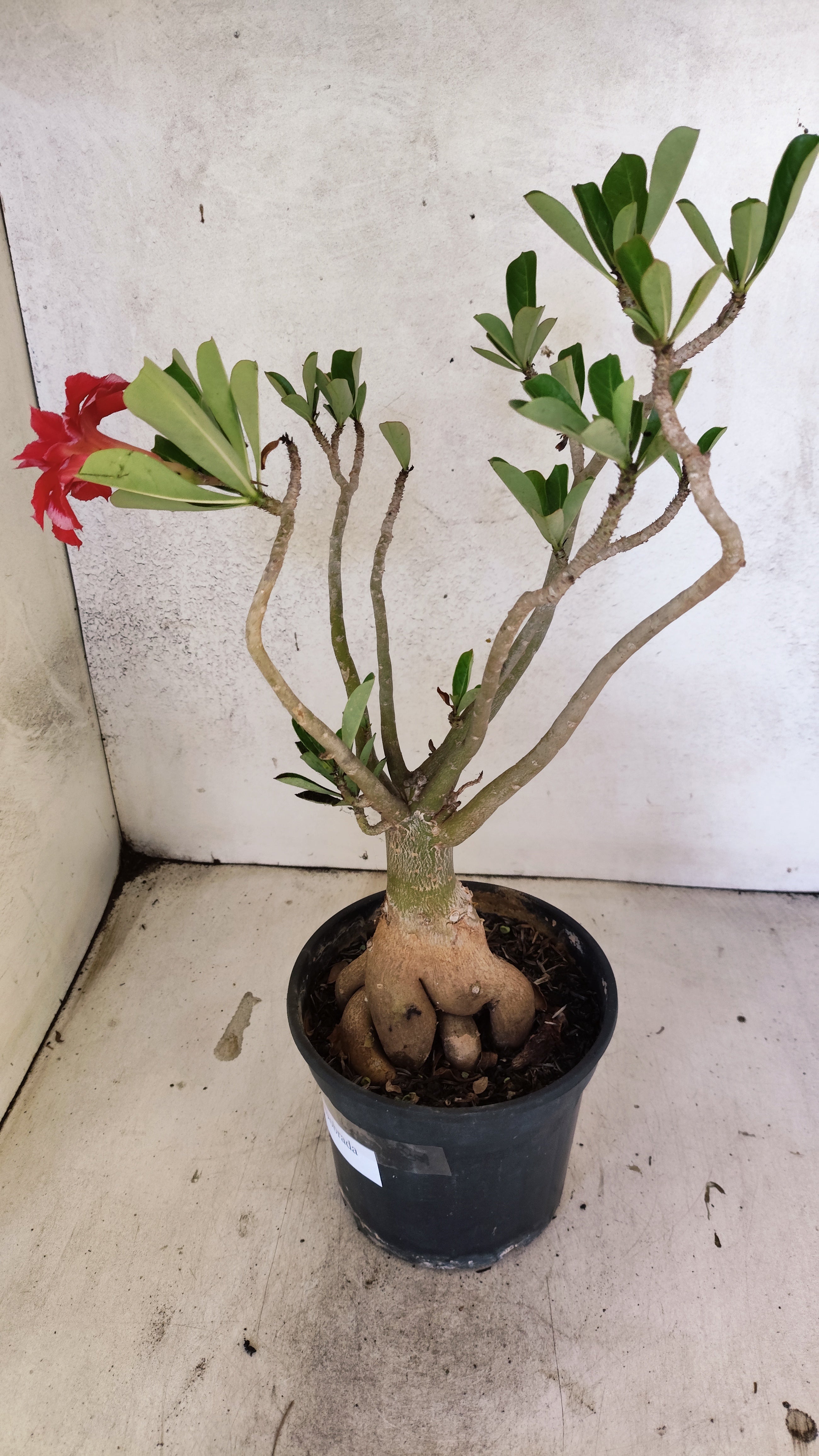 Planta Dobrada 3915 – 35cm – 03 anos