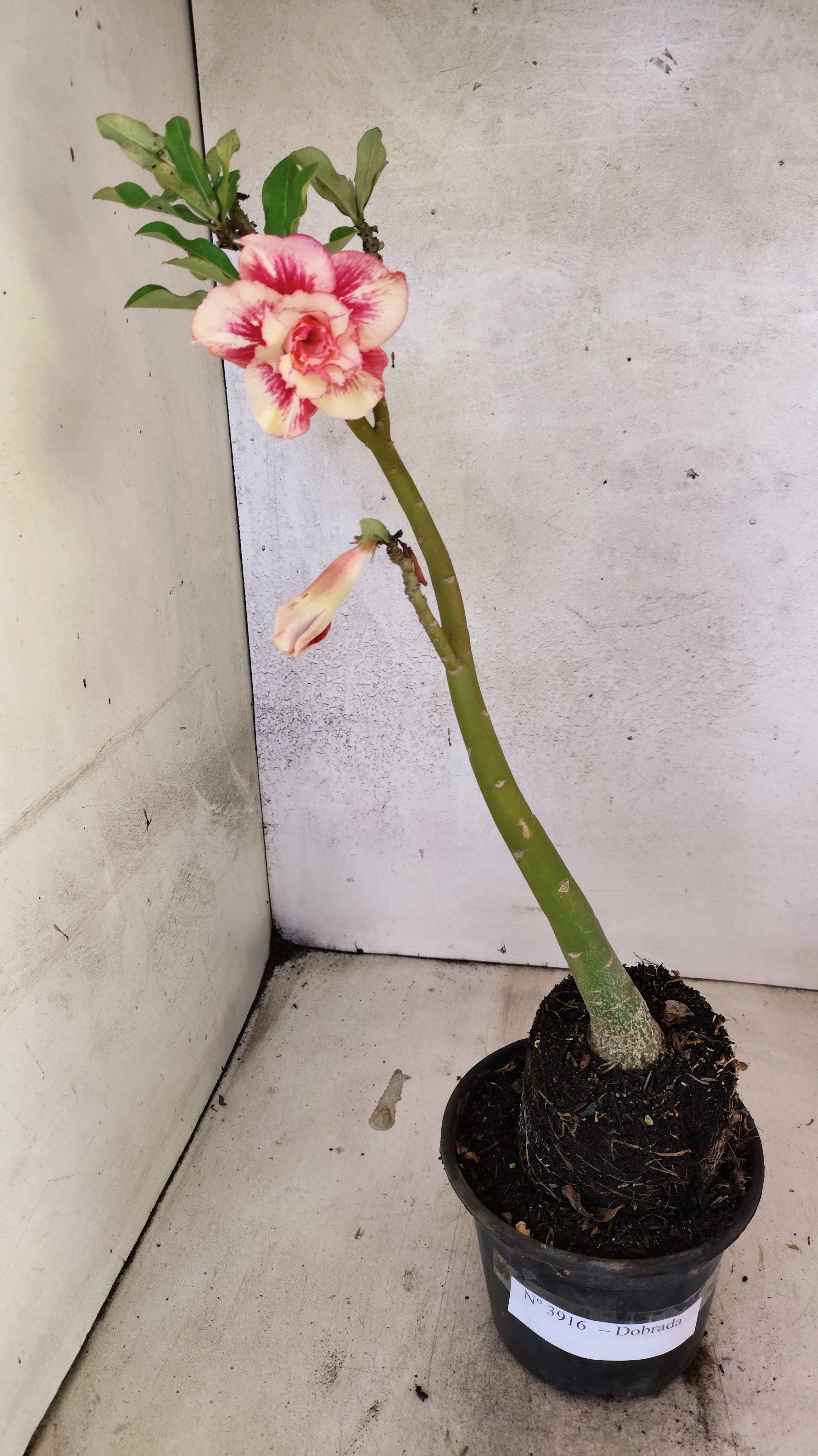 Planta Dobrada 3916 – 35cm – 02 anos
