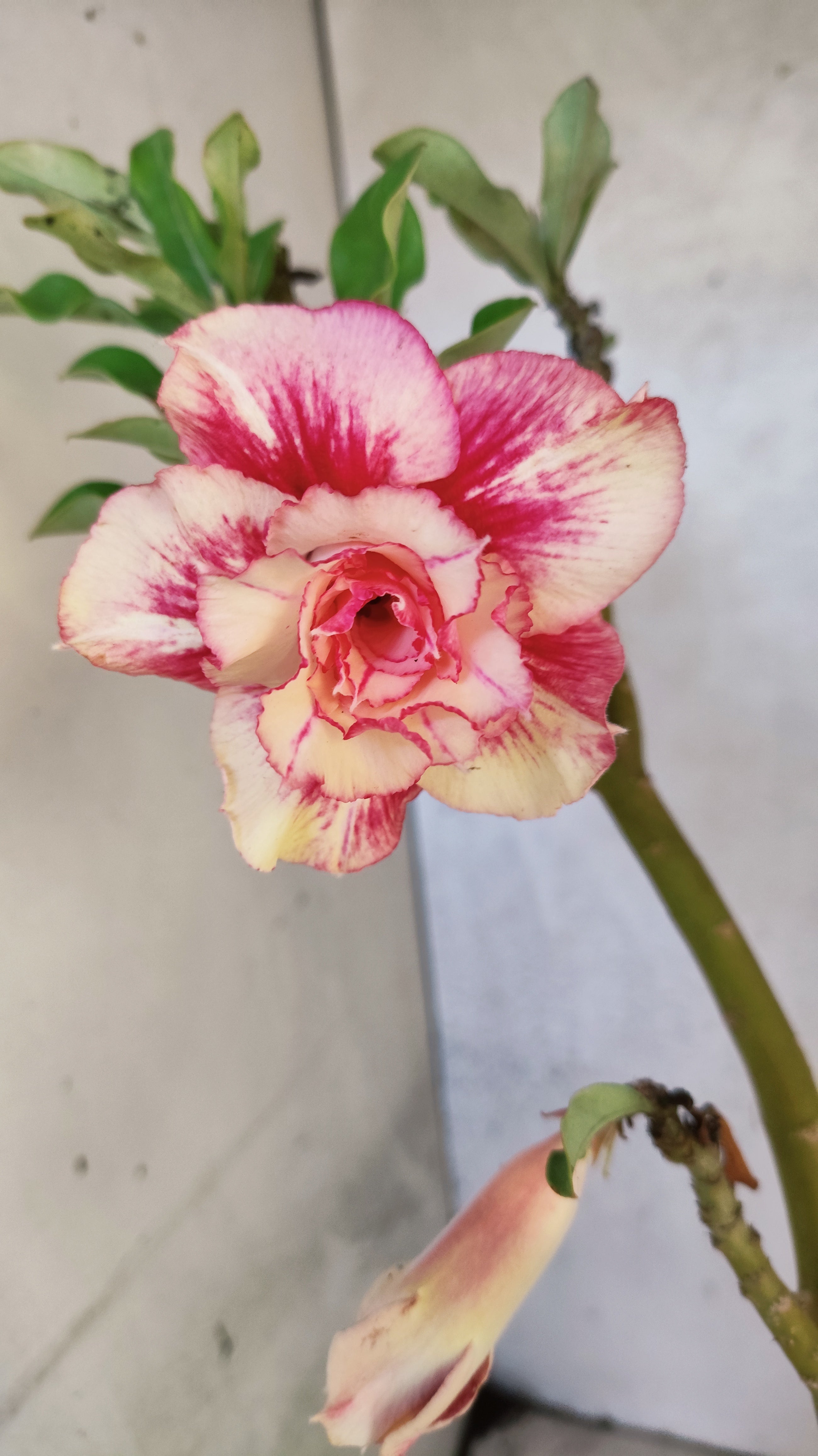 Planta Dobrada 3916 – 35cm – 02 anos